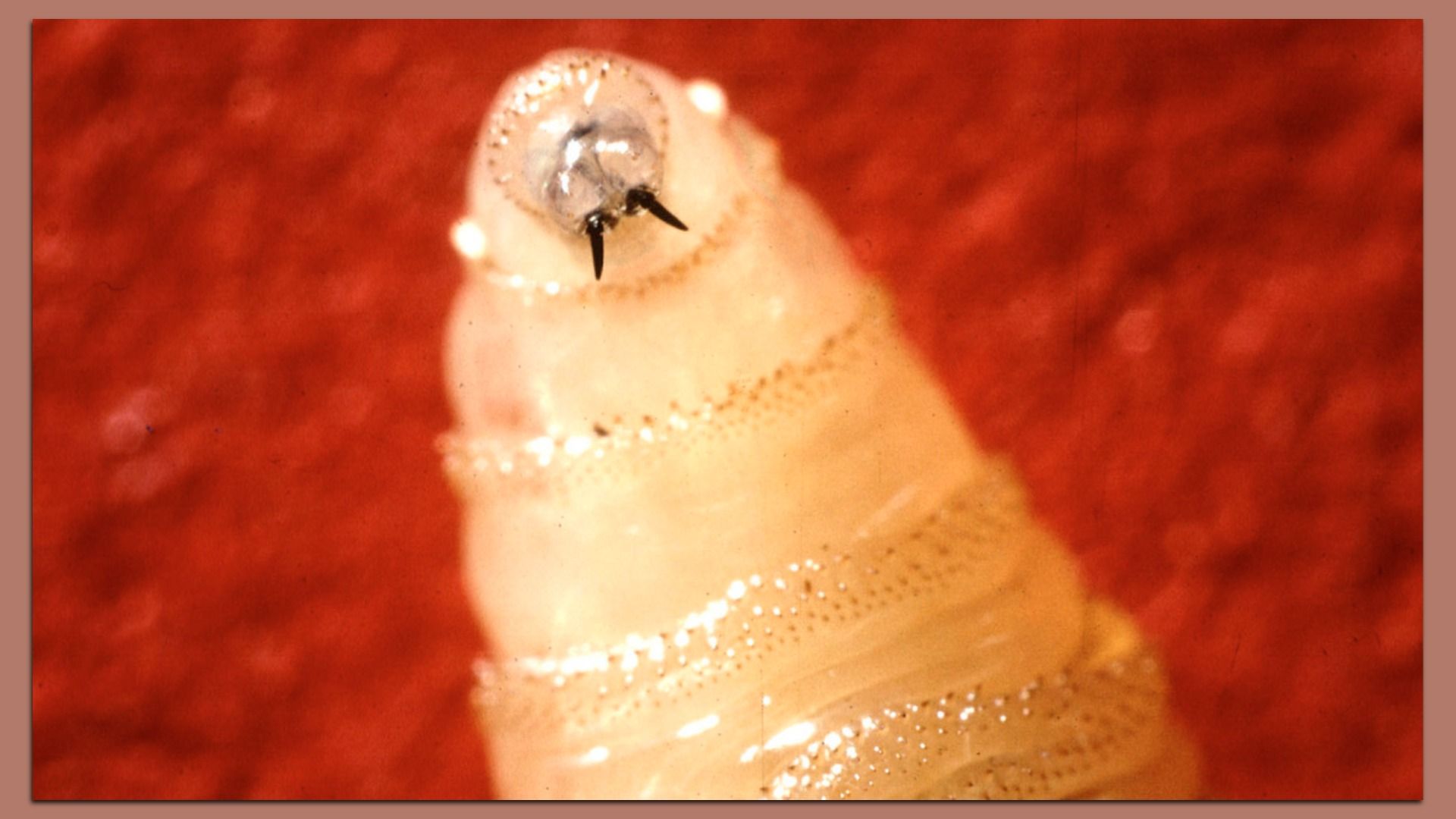 Close-up of a cream-colored parasitic worm with black mouthparts against a red textured background.