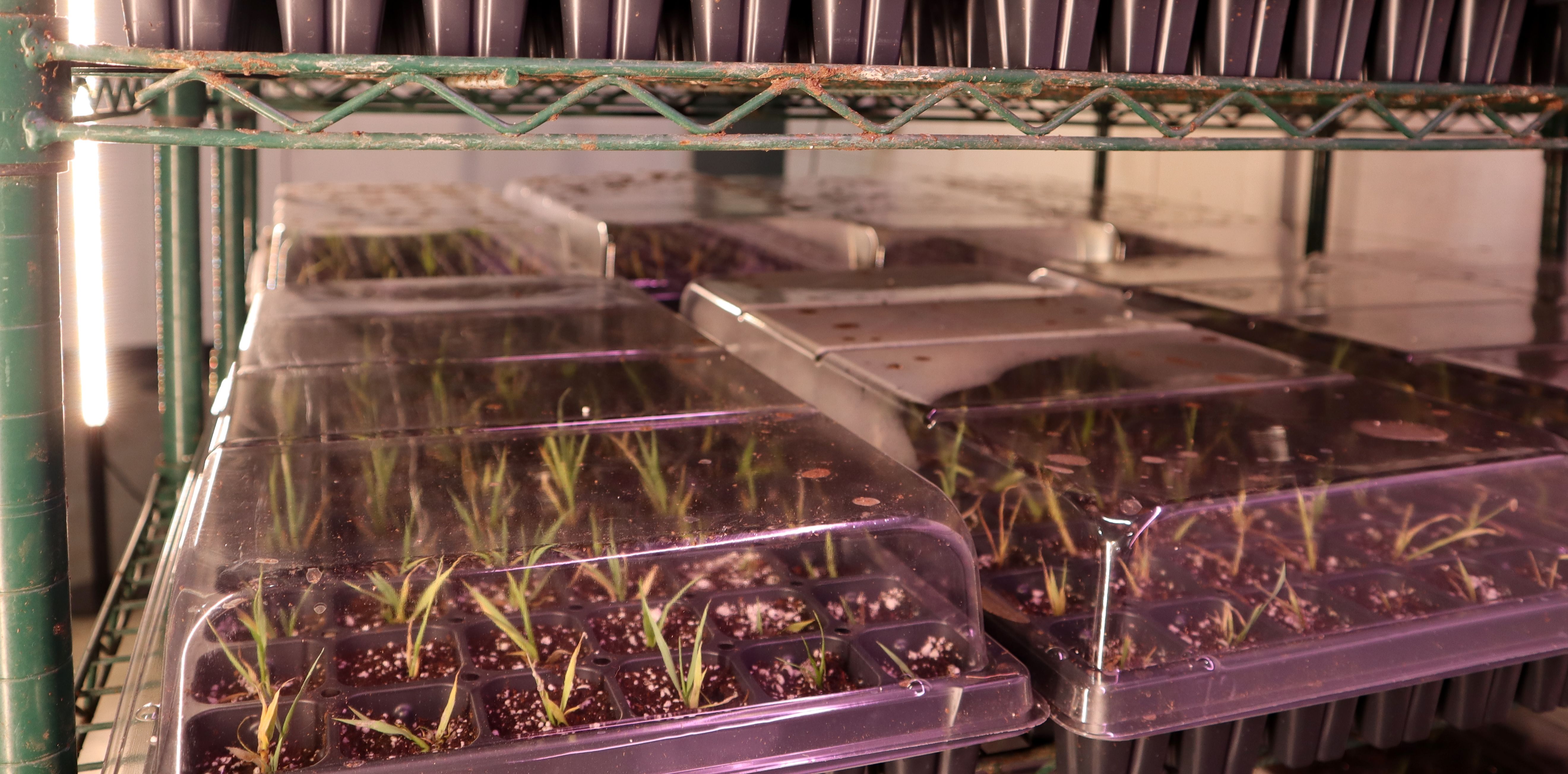 Green metal shelving with plastic seedling flats under grow lights; small green shoots emerge from dark soil with perlite, covered by clear lids.