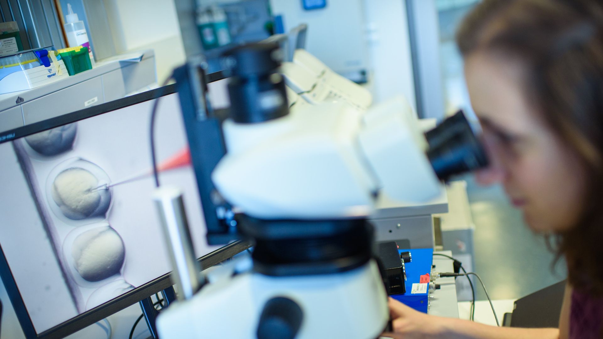 A researcher watches the CRISPR/Cas9 process through a stereomicroscope.