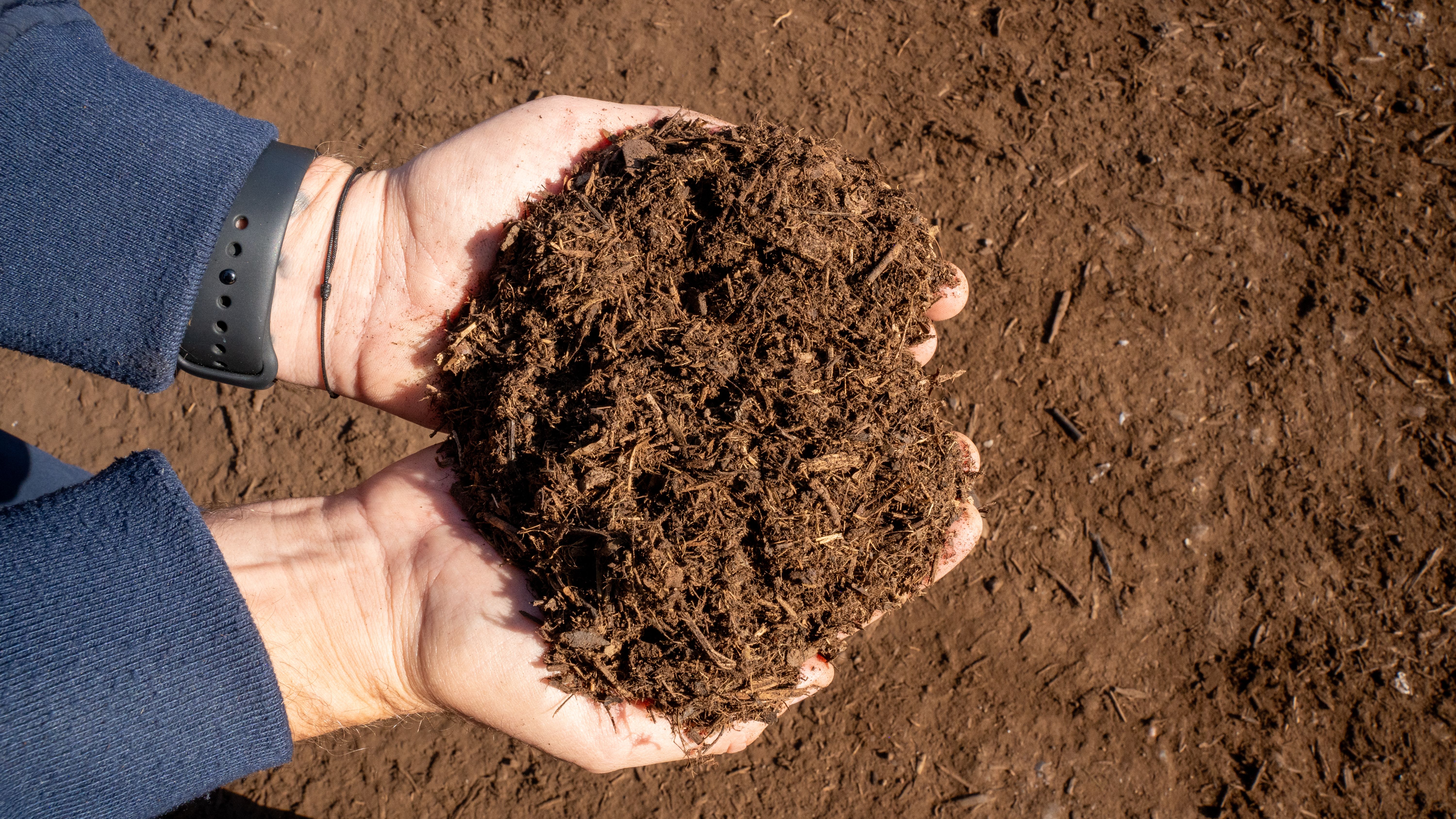 A photo of two hands holding compost. 