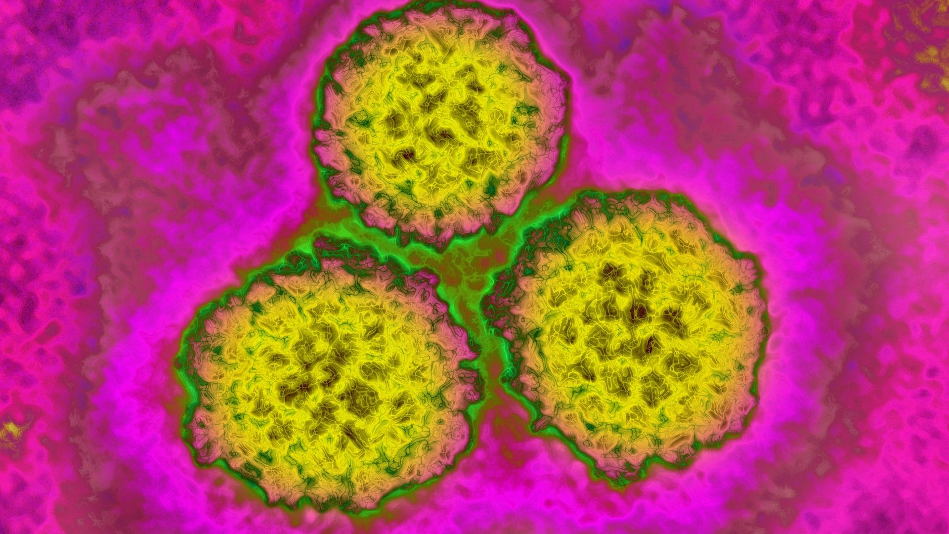 New cervical cancer screening guidelines add sole HPV testing - Axios1920 x 1080