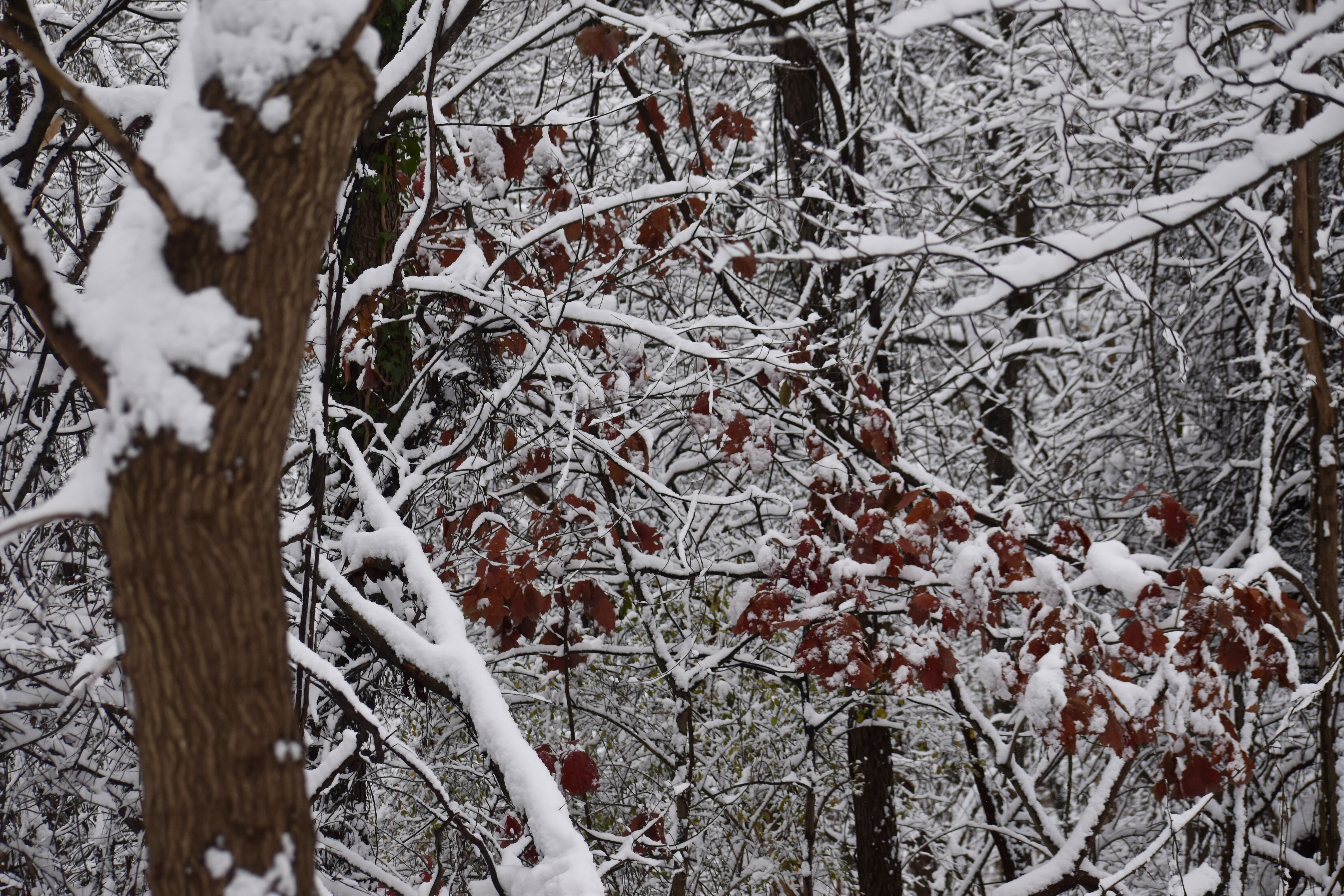 Snow-covered tree branches with brown leaves in a winter forest scene showing fresh snowfall on twigs and trunks.