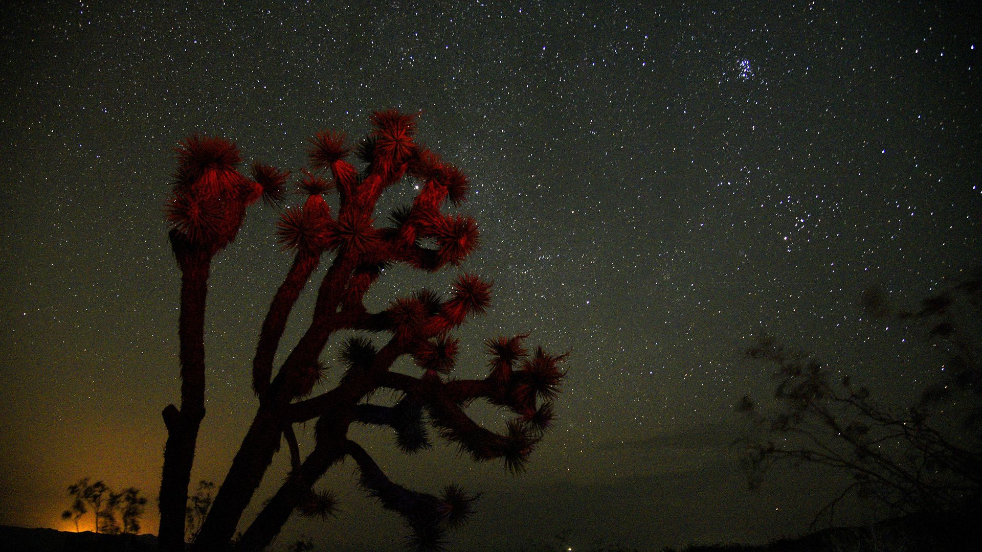 A meteorite streaks over a Yucca Tree