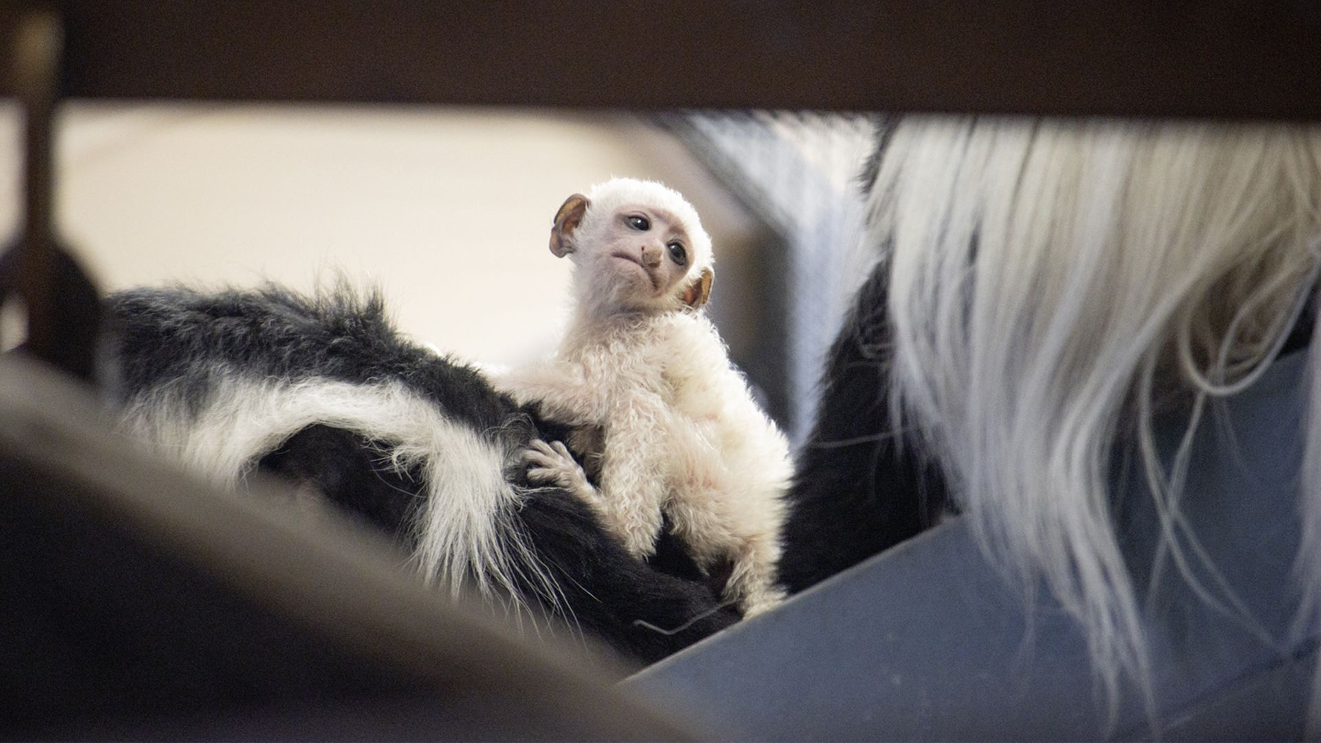 A small white baby monkey clings to the black and white fur of a larger monkey, looking upward with a calm expression.