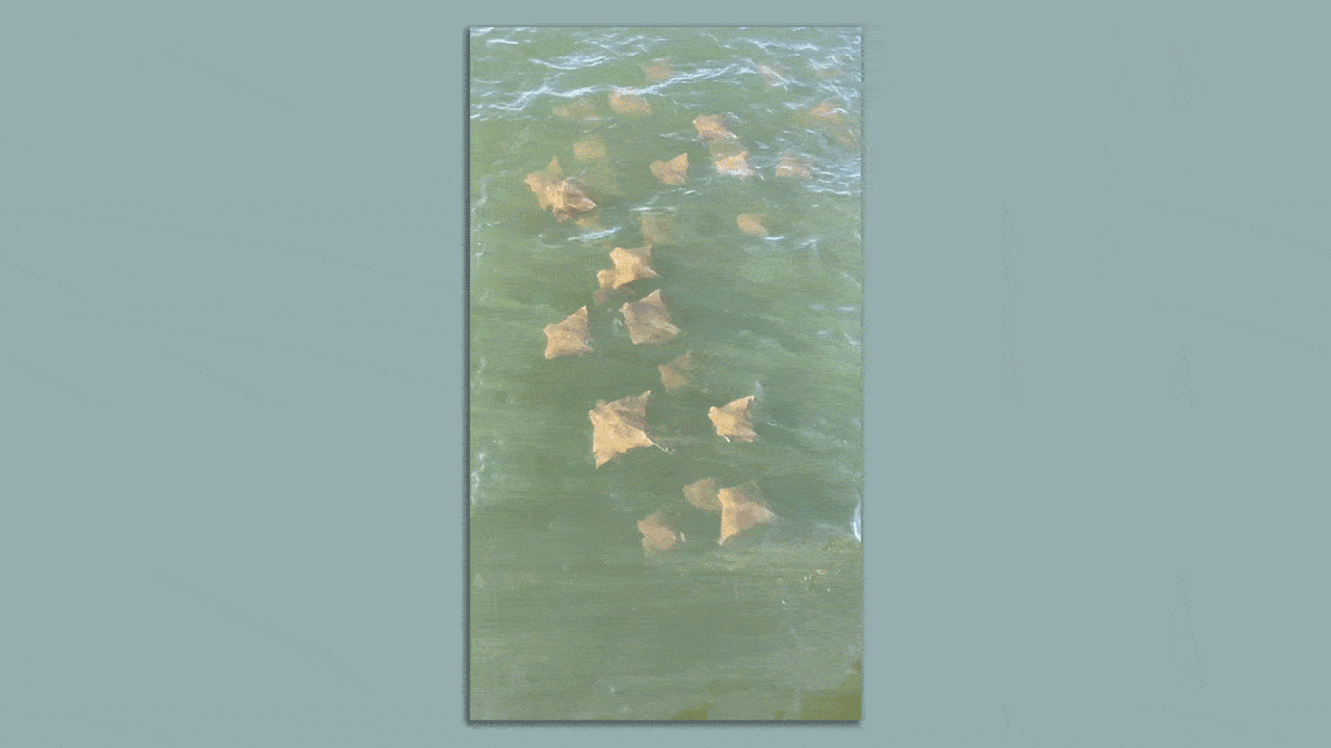 A gif of swimming stingrays.