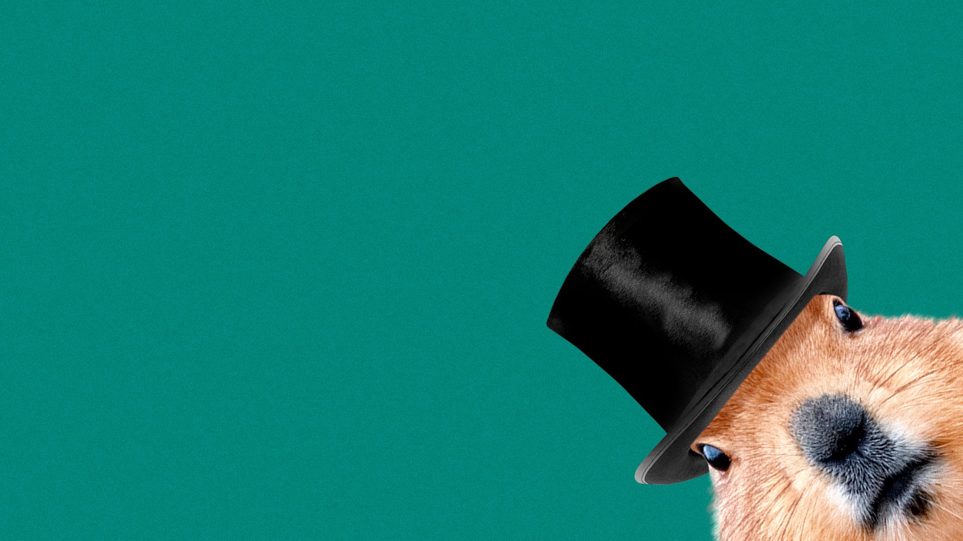 Illustration of a groundhog wearing a top hat popping out of the corner of the image, just peering at the viewer.