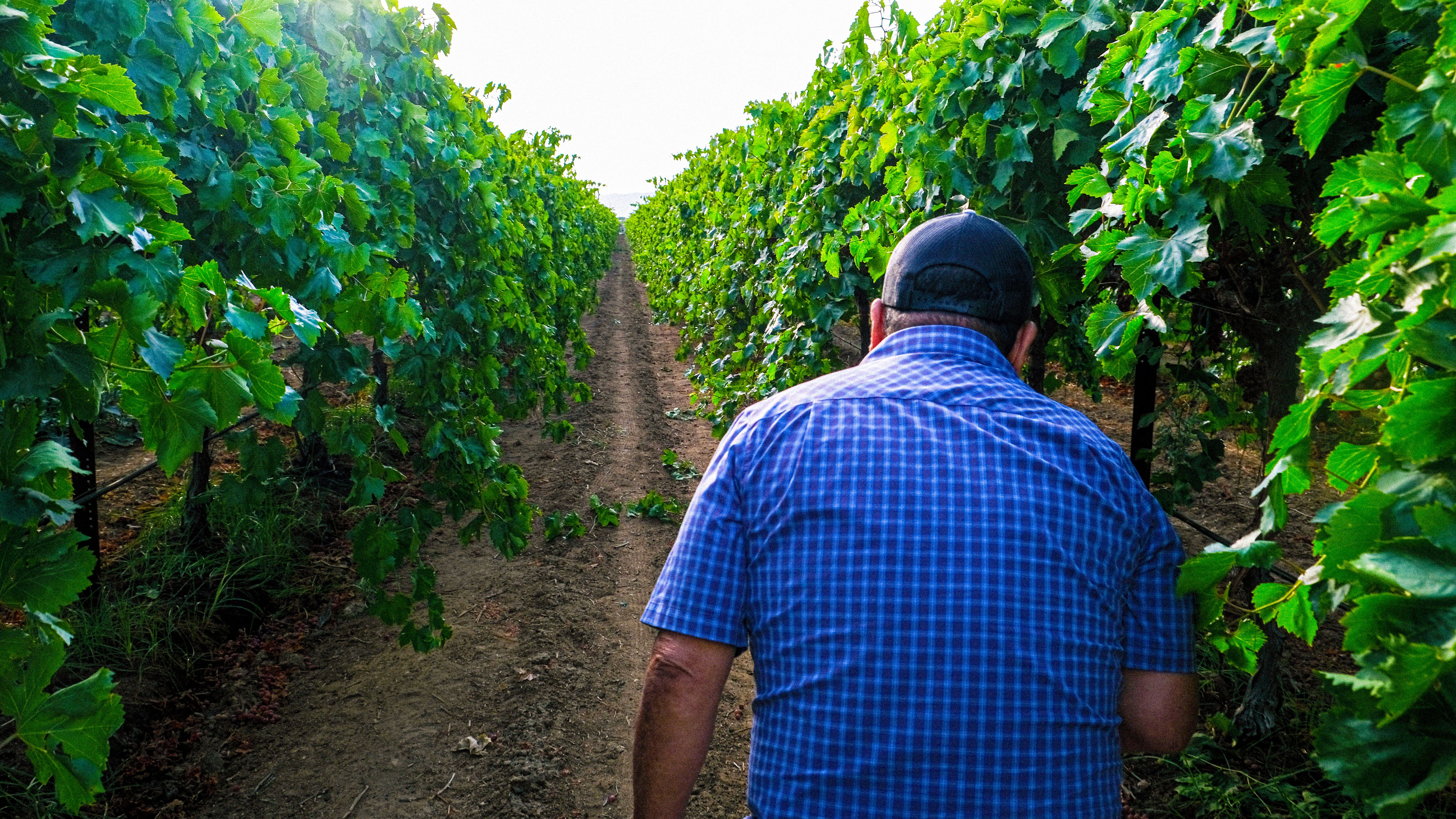 Joe Garcia of Jaguar Farm Labor Contracting walks the vineyards in Lamont, California on July 18, 2024.