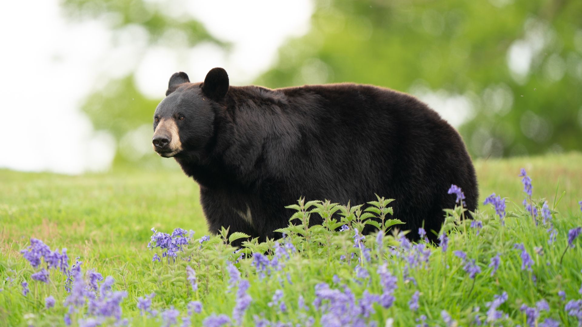 A black bear in a field.