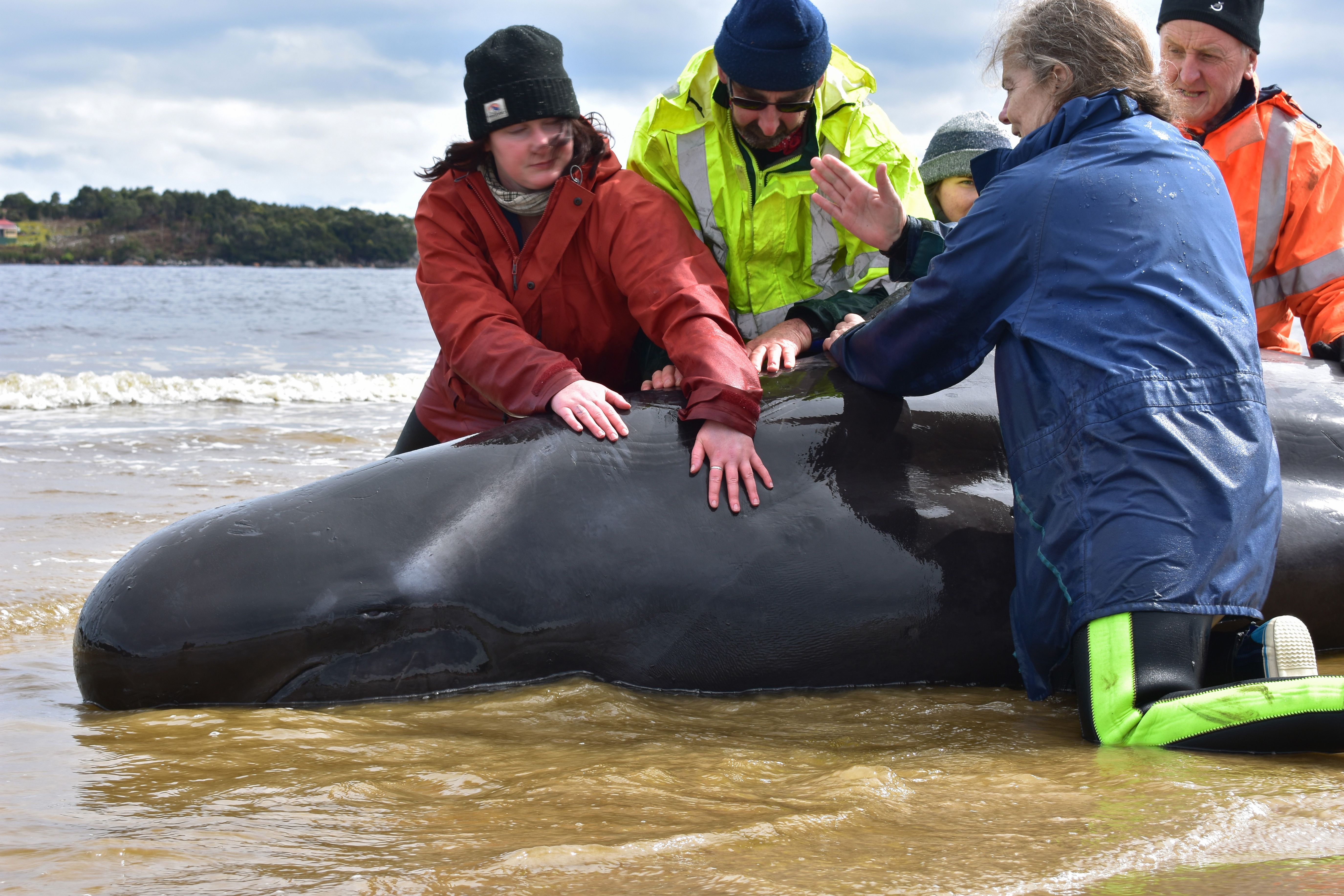 rescuers with whales beached on shore