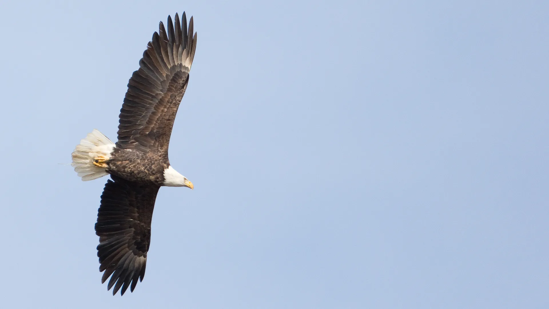 A bald eagle flies across the sky. 