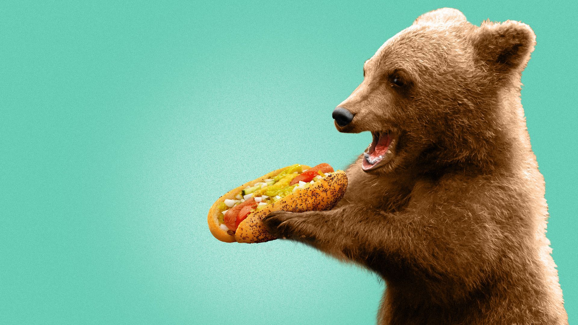 Illustration of a bear cub eating a Chicago style hot dog.