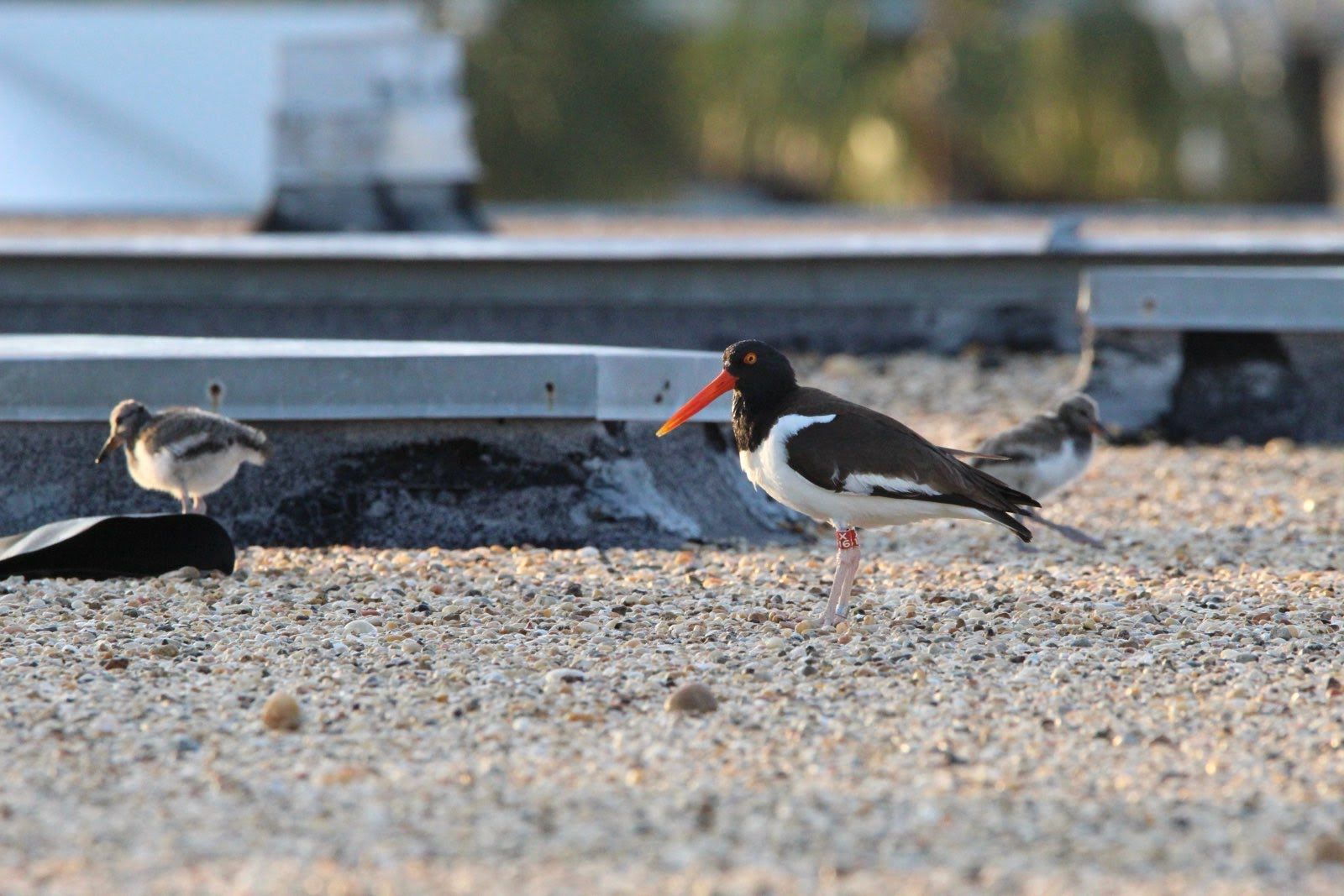 An American oystercatcher with a vivid orange beak stands on a pebbled rooftop, black head and white belly, near metal rails; two small shorebirds appear in the blurred background.