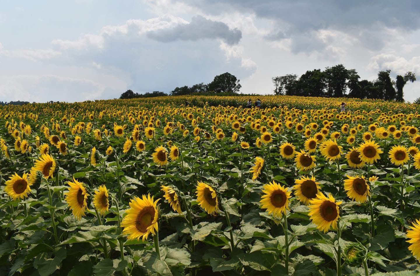 A sunflower field