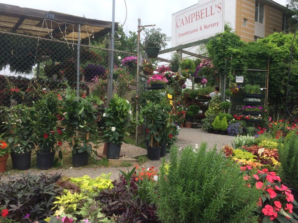 Campbell's Nursery Charlotte