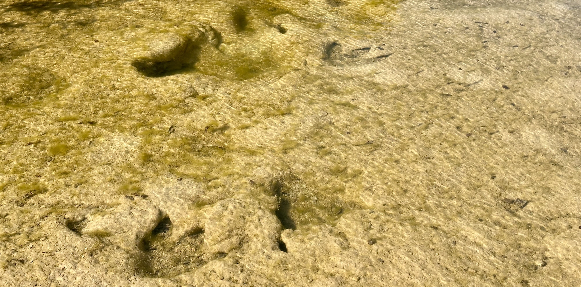 Dinosaur tracks in the ground