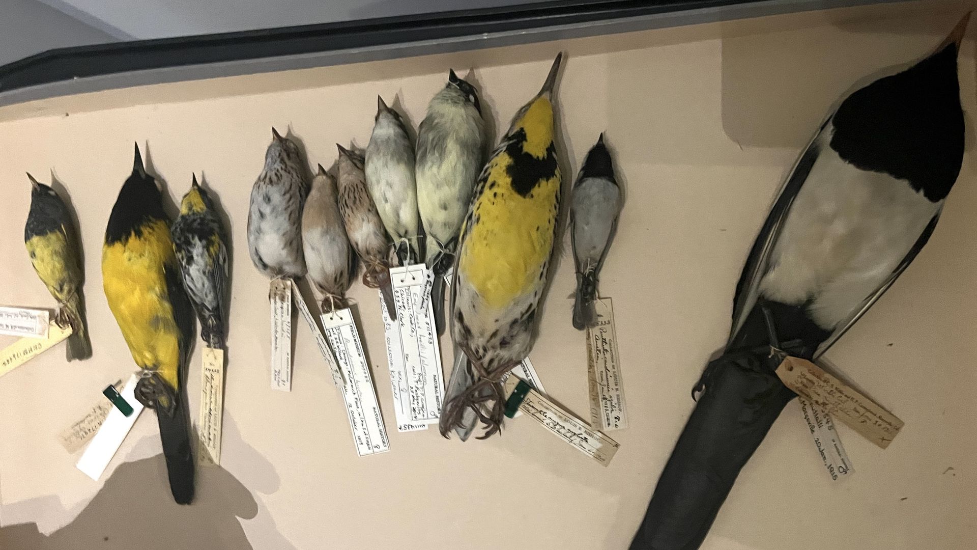 Underbellies of dead birds in a row on parchment paper.