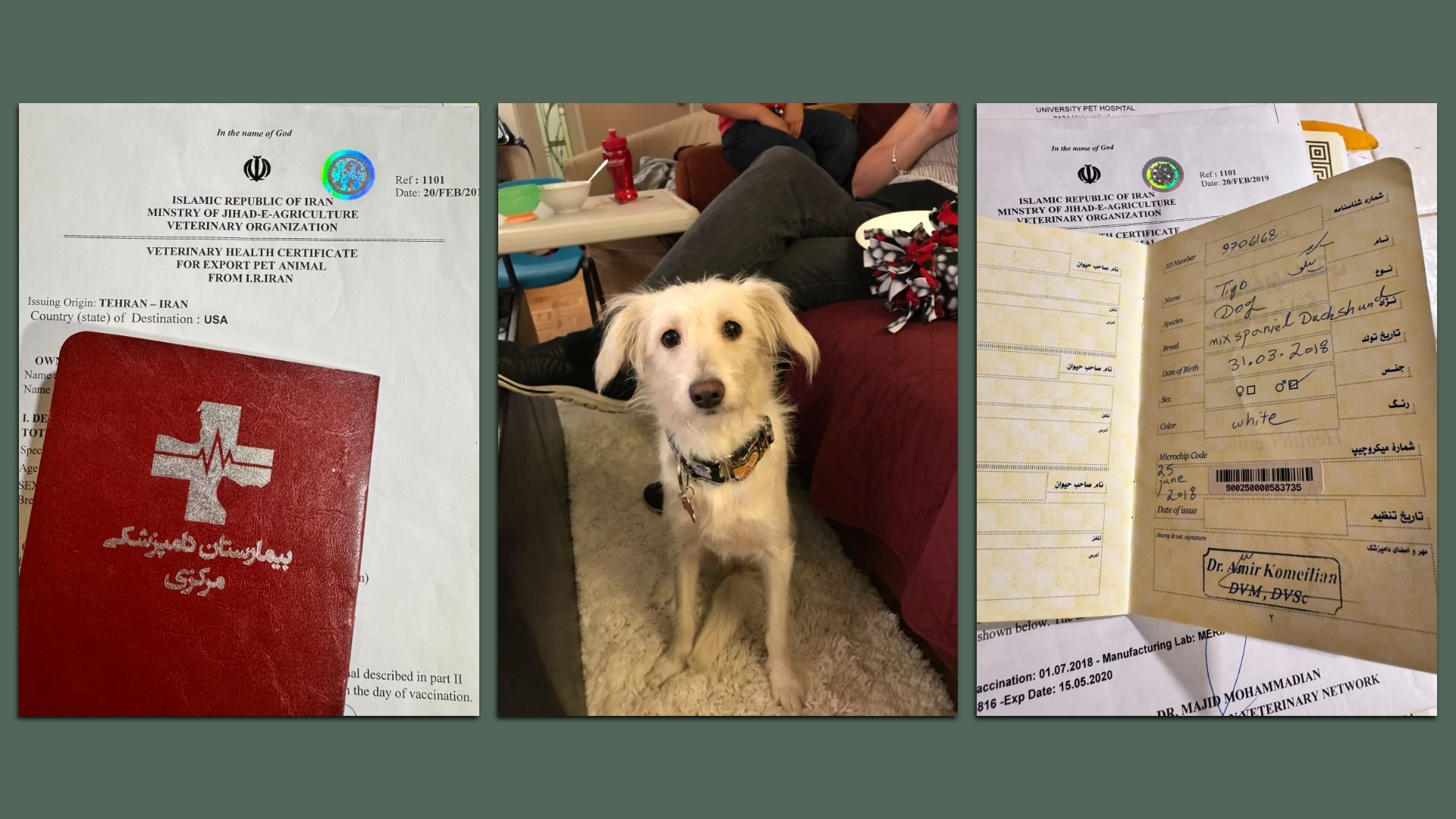 Triptych collage: left features an Iranian veterinary health certificate and a red passport; center shows a white fluffy dog indoors on a rug; right shows a pet passport with dog details.