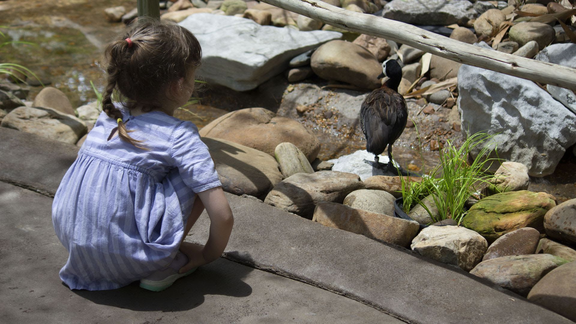 A white-faced whistling duck at the walk-through lorikeet exhibit in the Nashville Zoo. Waterfowl have been removed from the exhibit.