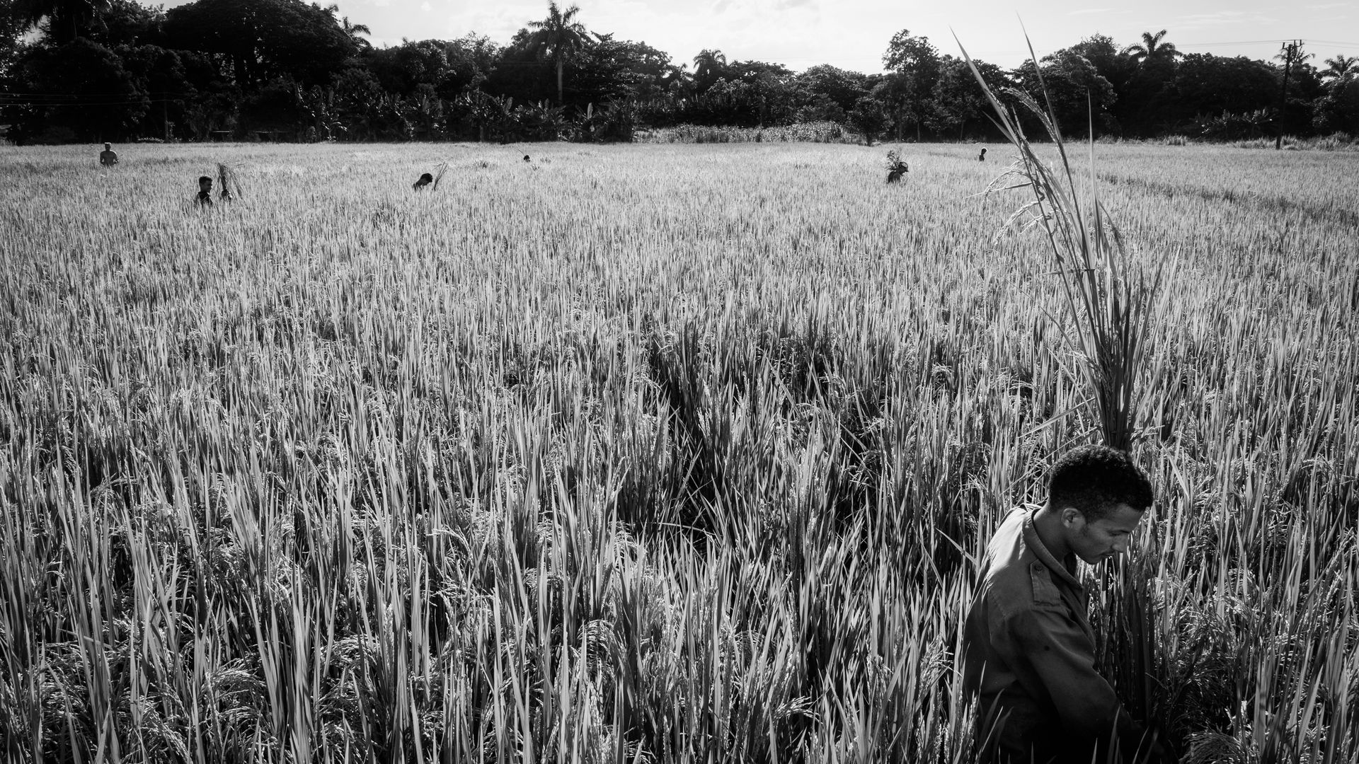 A black and white image of Cuban farmers in the fields of Cuba.