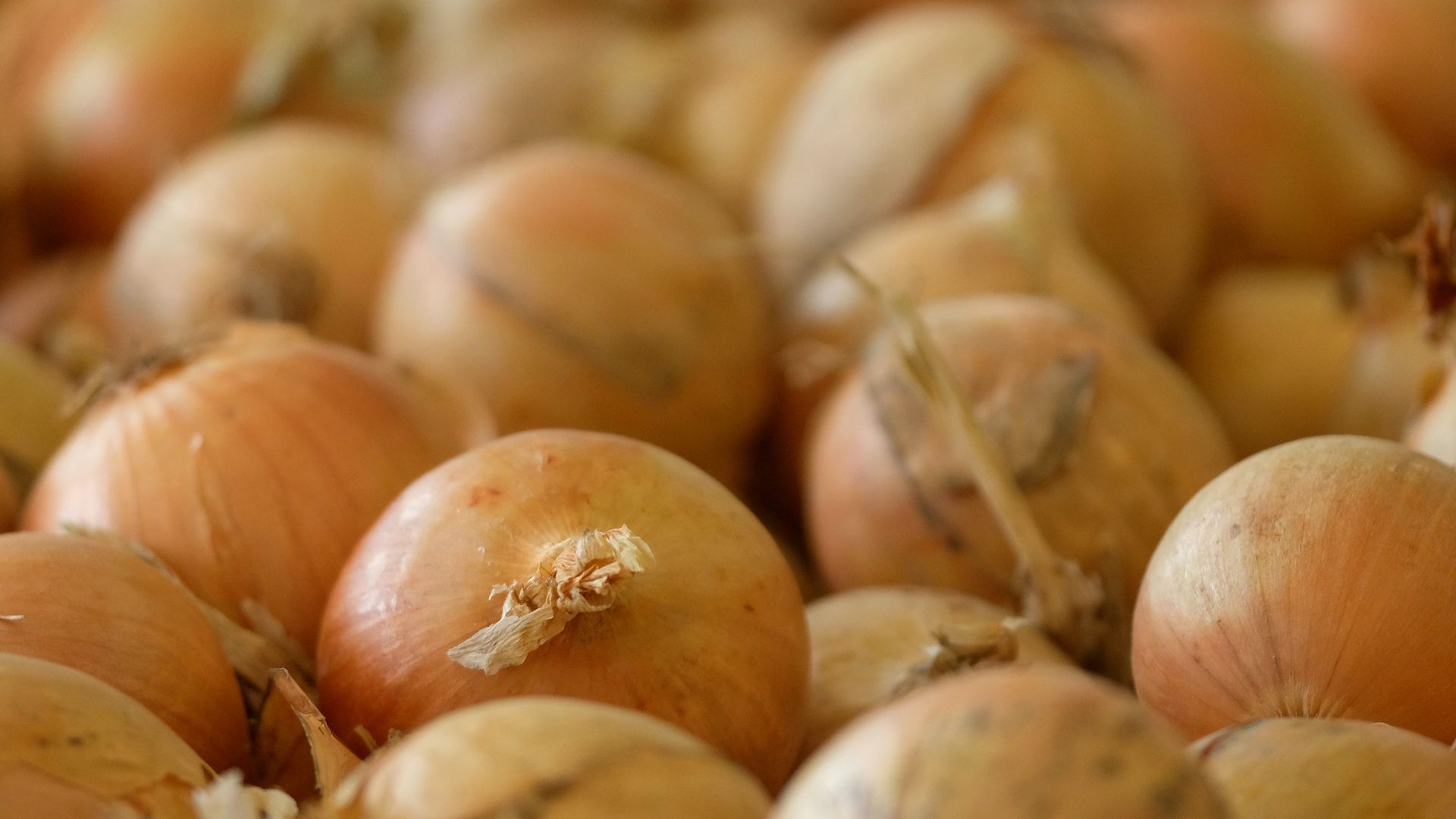 A close up of yellow onions