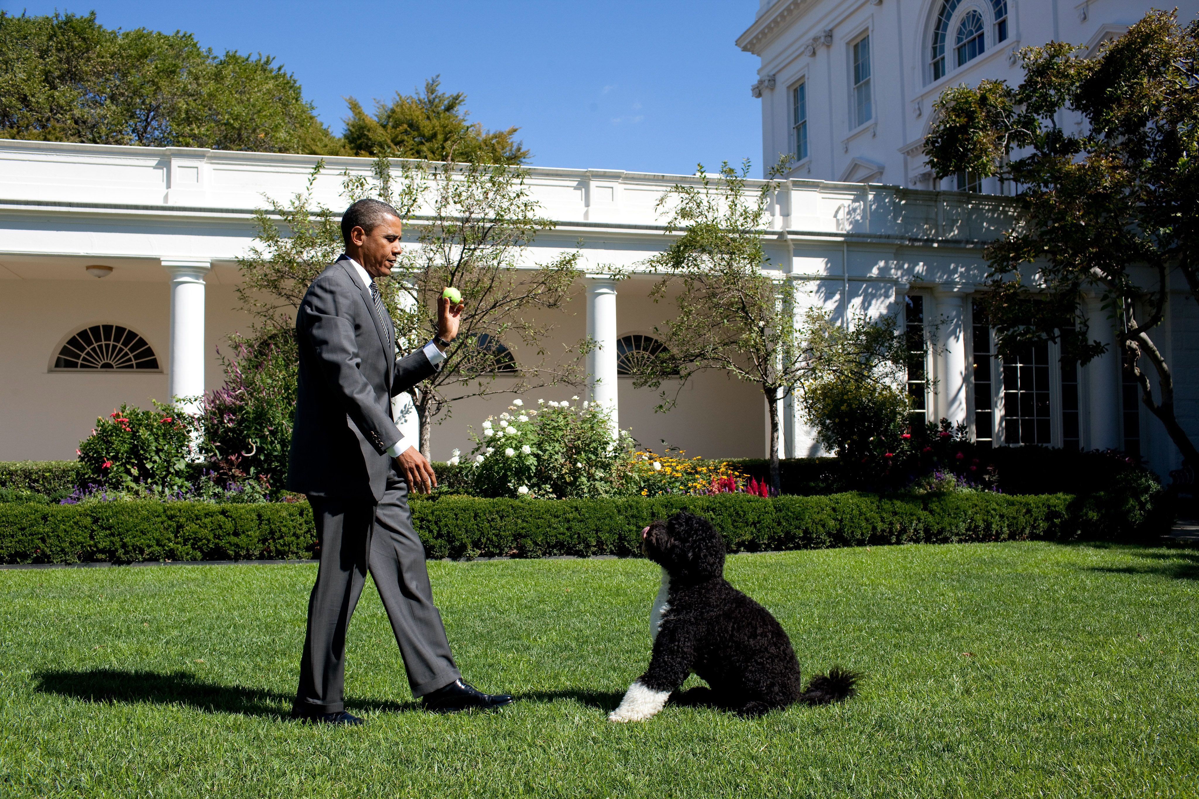 President Obama in a gray suit holding a green ball stands on a lawn, facing a black and white dog sitting on the grass, with white columns and flowering bushes in the background under a clear blue sky.