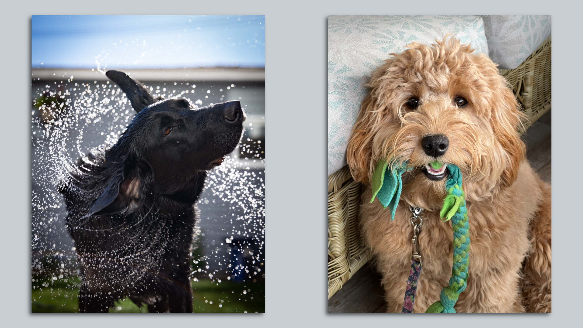 dogs