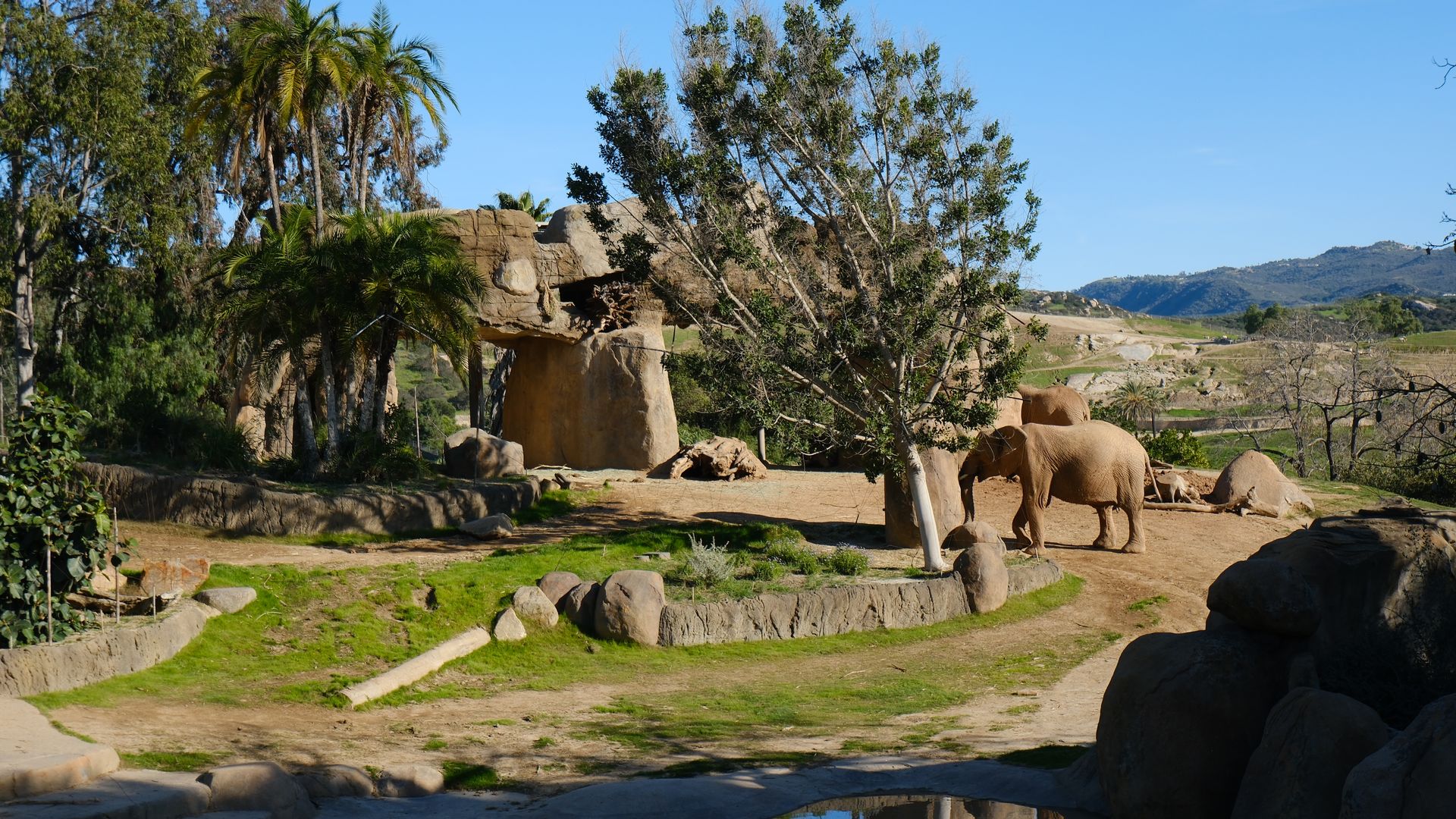 Sunny zoo enclosure with three elephants near trees and rocks, green grass patches, a pond in foreground, and hills under a clear blue sky in the background.