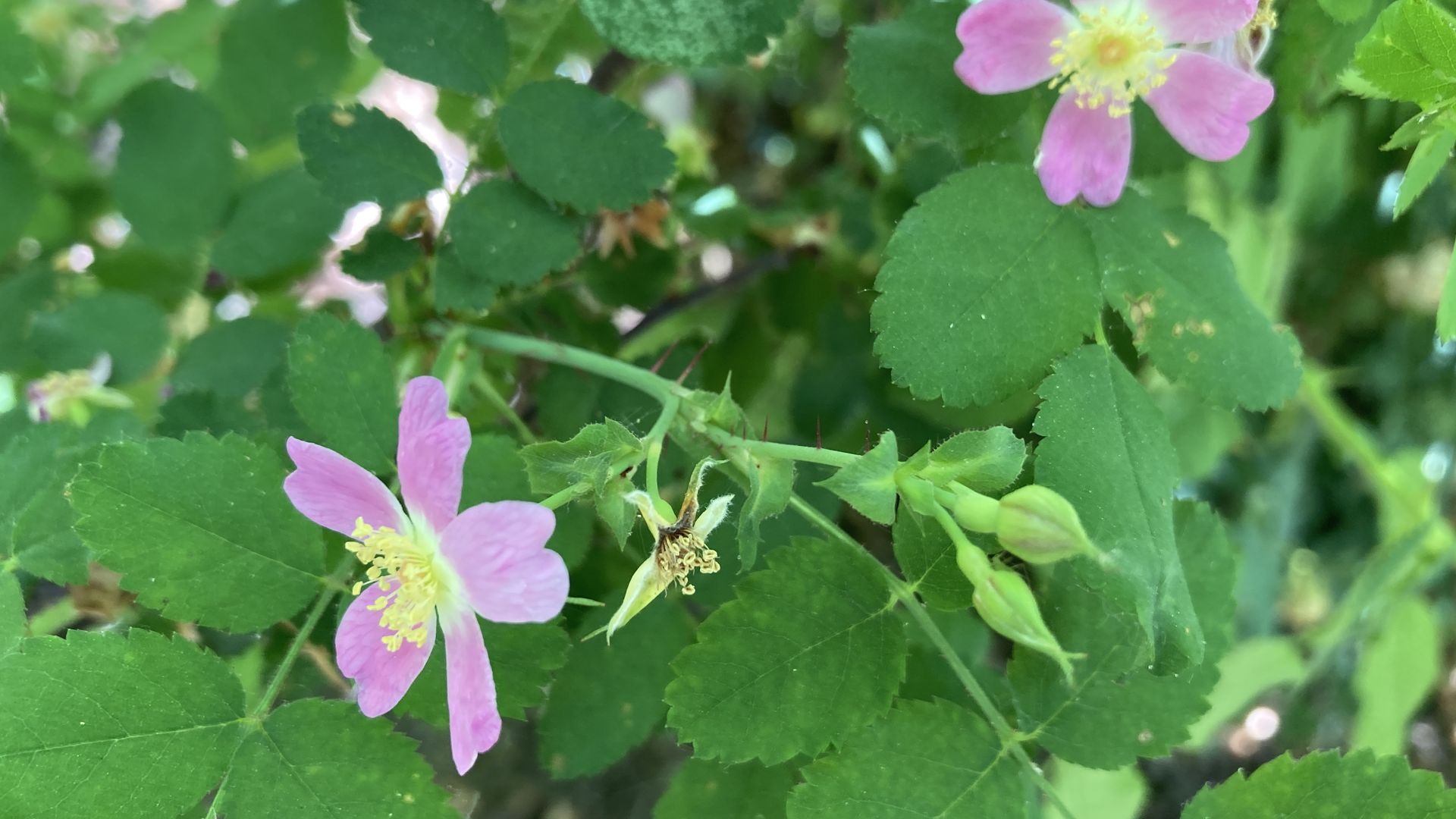 Two small pink wild roses, with yellow centers, bloom on a green bush.