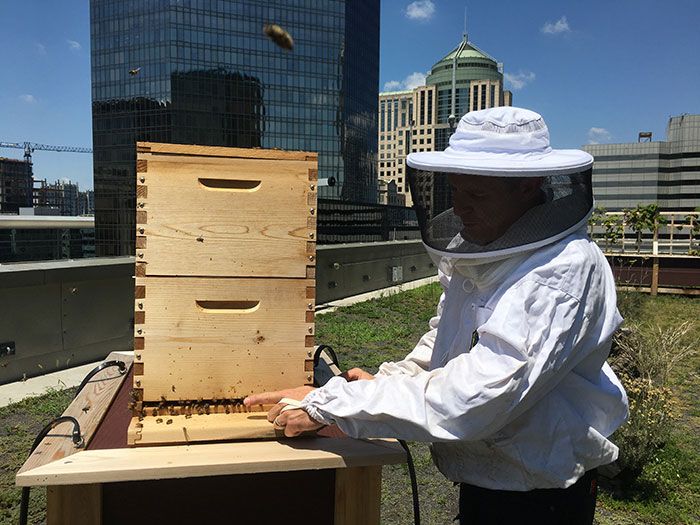 Randall Cloisters Honey