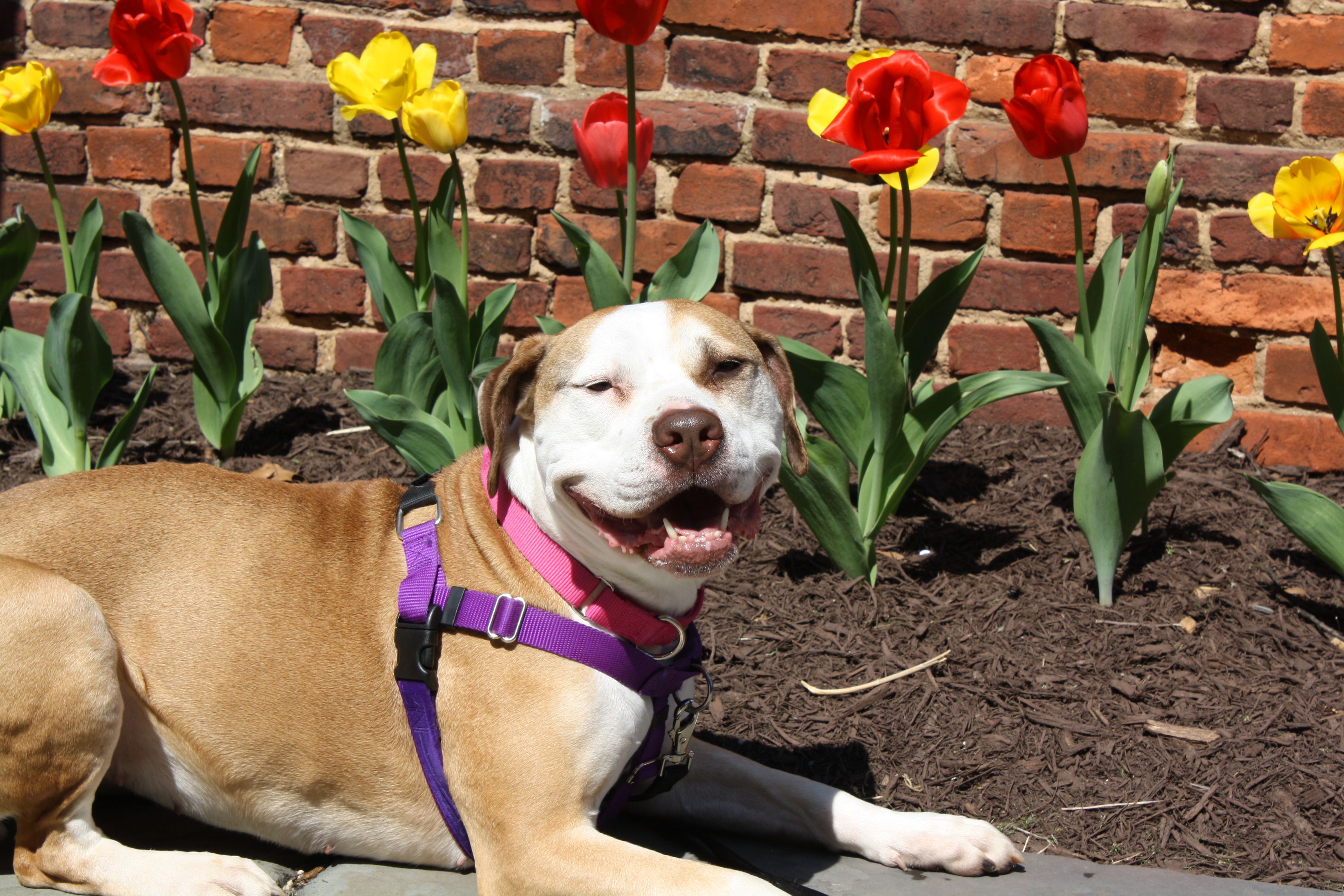 Tan and white dog wearing purple harness and pink collar lying on pavement in front of red brick wall with red and yellow tulips in mulch bed.