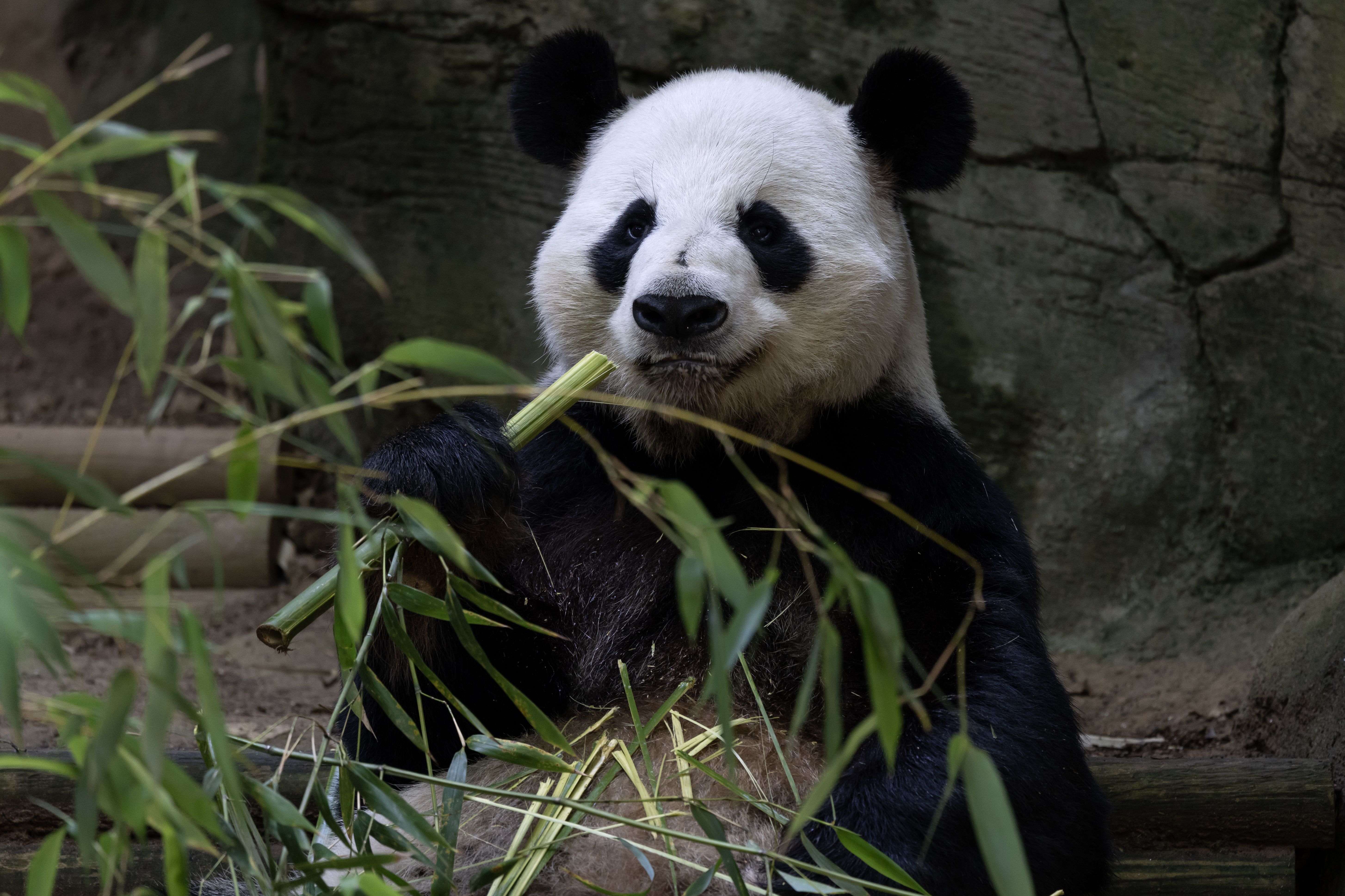 A panda bear eats bamboo in a zoo habitat 
