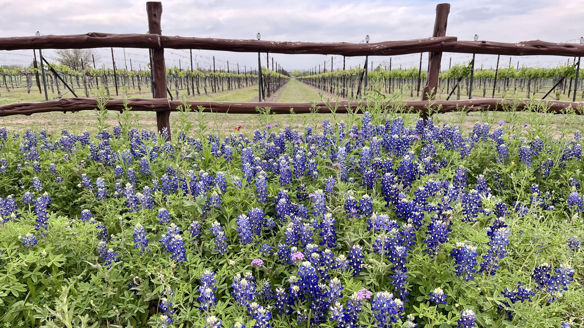 A plethora of bluebonnets in front of a wooden fence and a vineyard with a cloudy sky in the background.