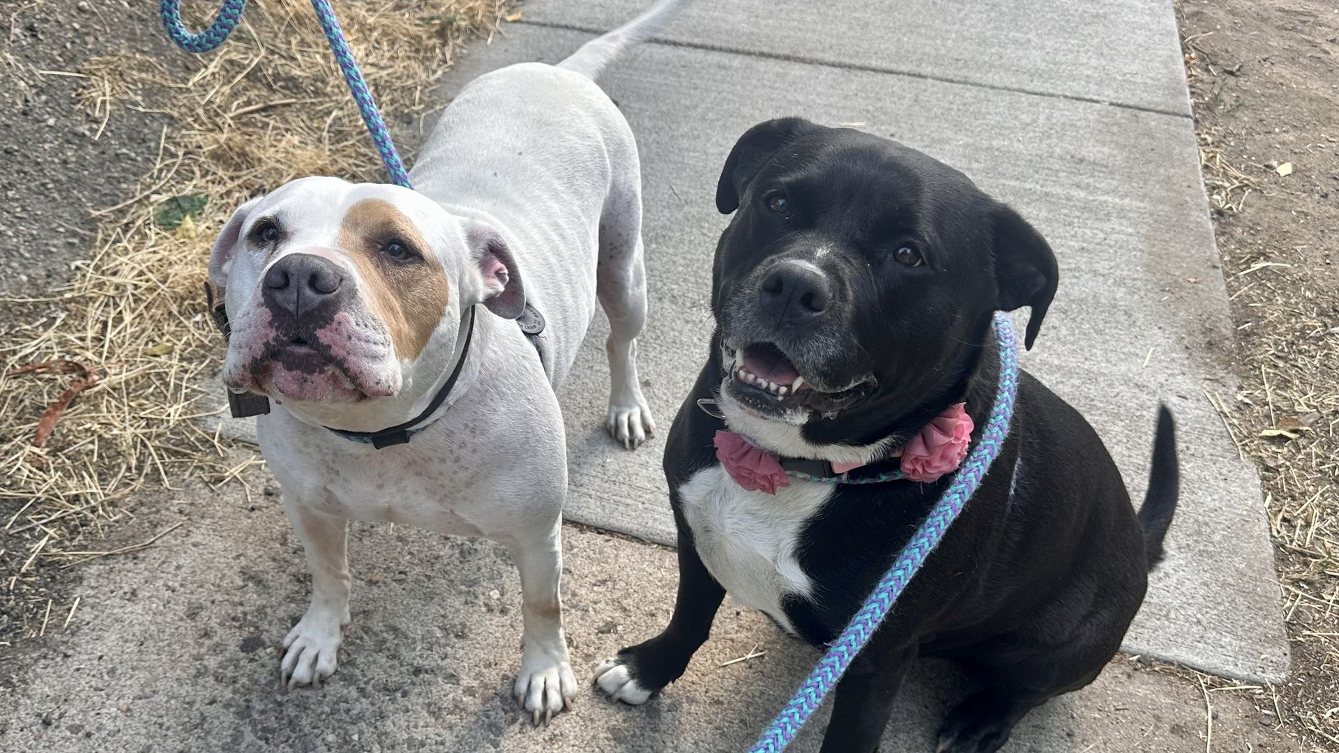 Two dogs sit on a concrete sidewalk, looking up at the camera. A blue braided leash loops in front. The white dog has brown patches; the black dog wears a pink scarf.
