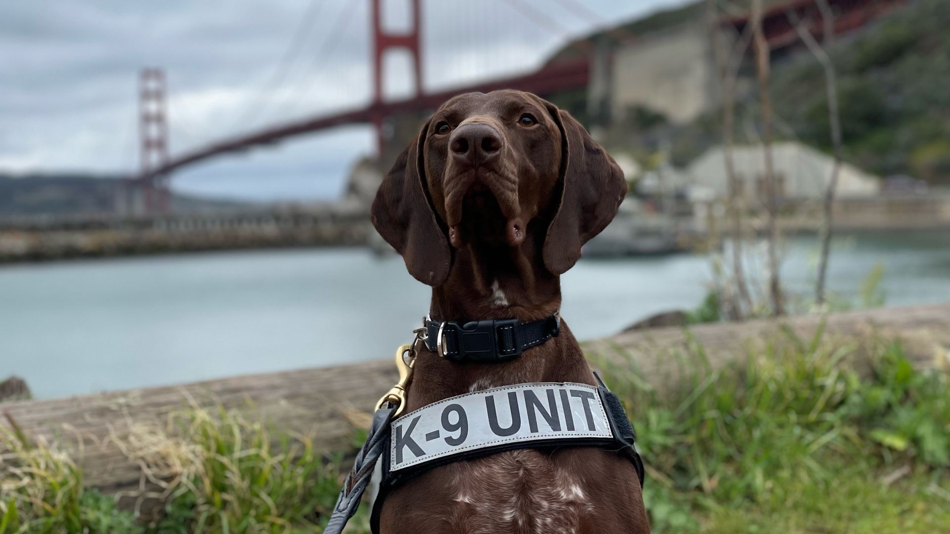 Photo of a brown dog wearing a sash that says "K-9 unit" posing in front of the Golden Gate Bridge