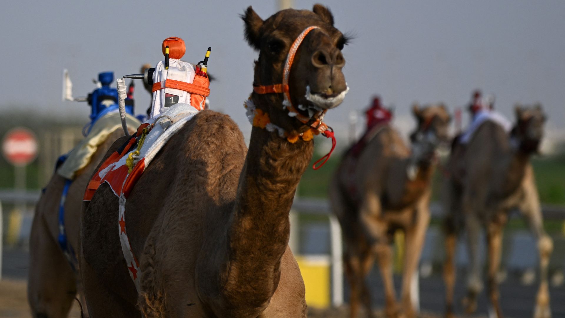 A robot rides a camel like a jockey.