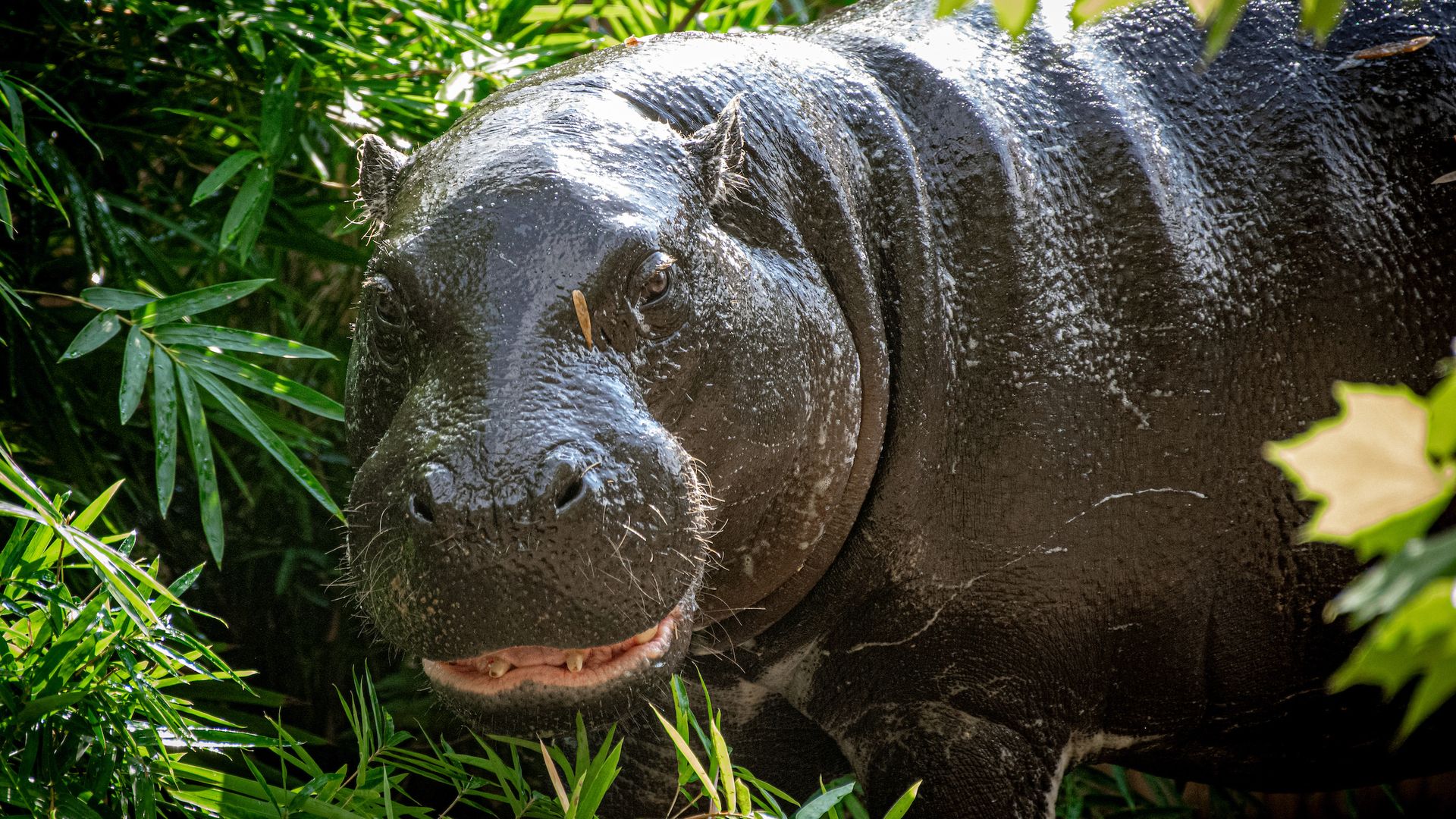 トップス hippo A hippo palate cleanser - Axios Houston