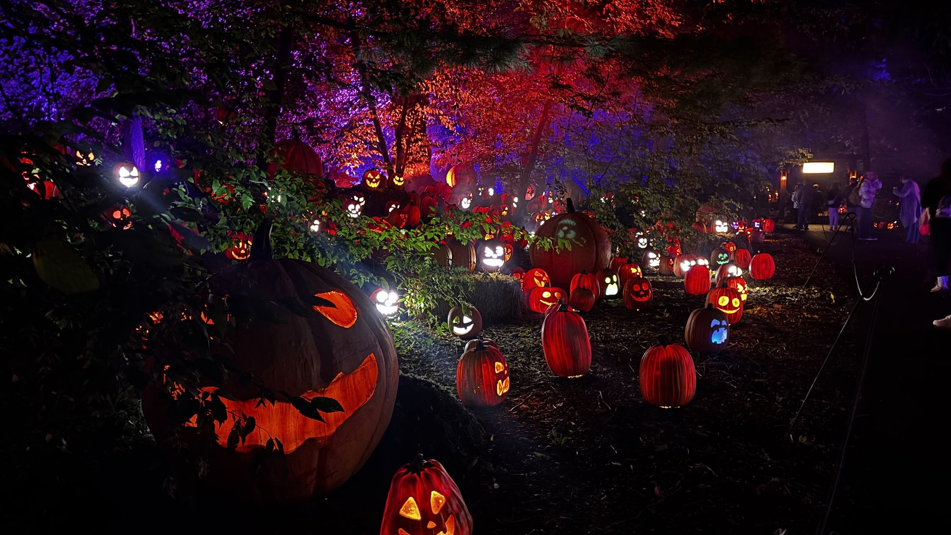 Night scene of a Halloween display with glowing jack-o'-lanterns scattered through a dark garden, bathed in red and purple lights, large pumpkins in the foreground, and visitors in the distance.