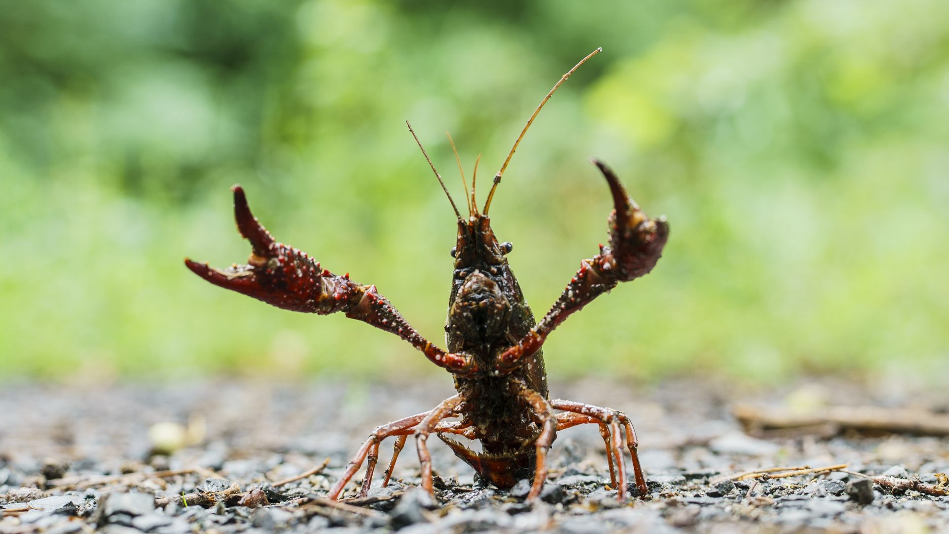 A red swamp crayfish raises its claws in the air