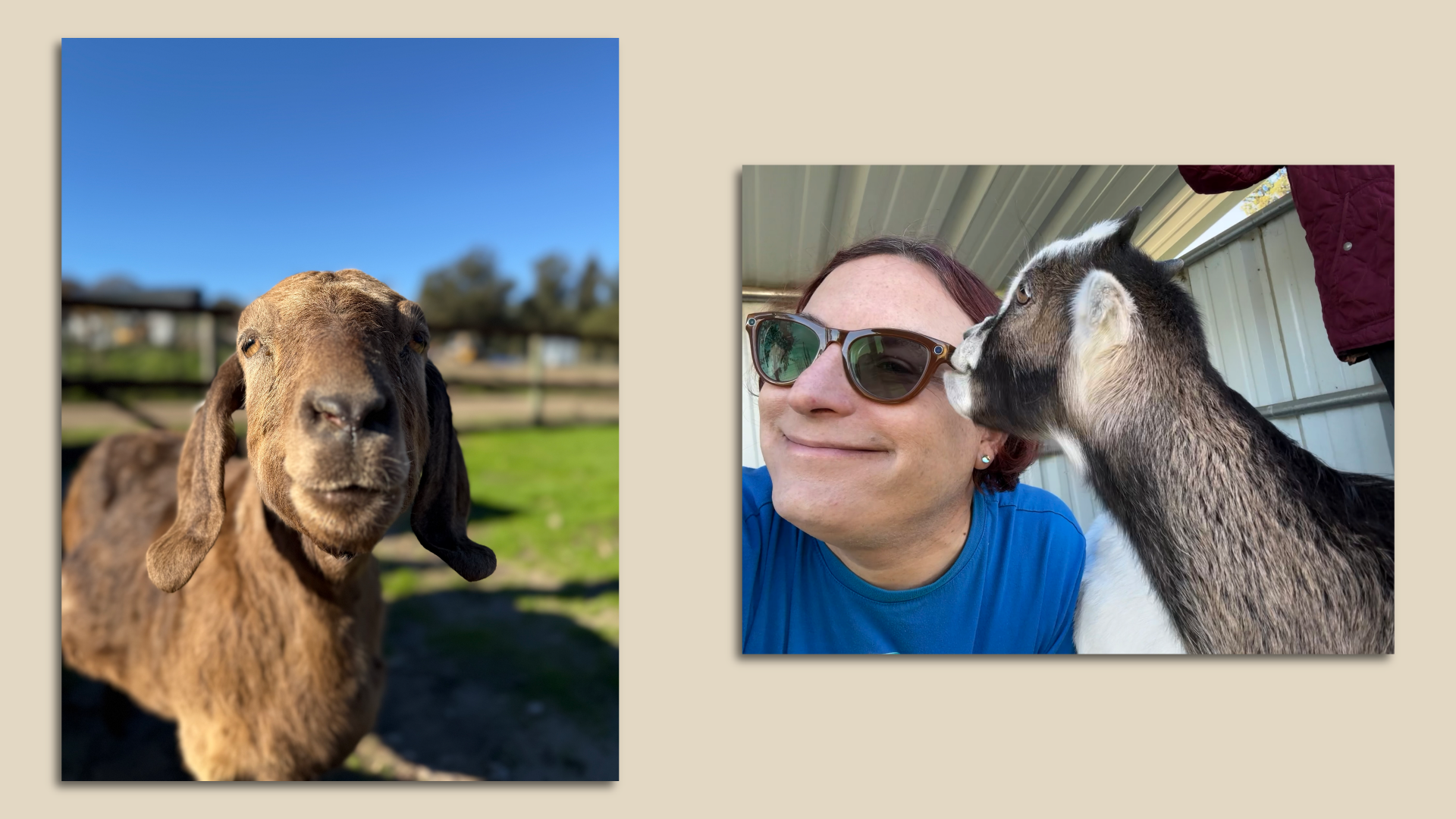 Axios' Ina Fried along with goats from the Goatlandia animal sanctuary