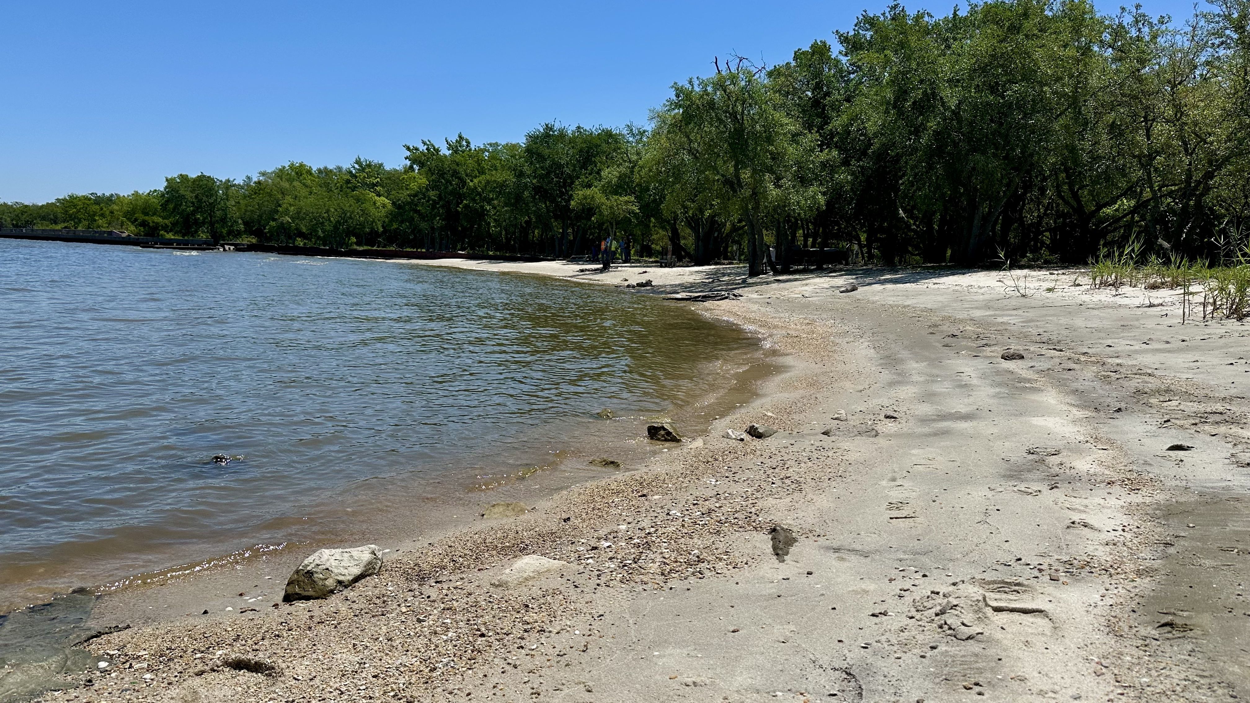 Sandy beach with scattered rocks and shells along calm water under clear blue sky, bordered by dense green trees and a few people visible in the shaded area.