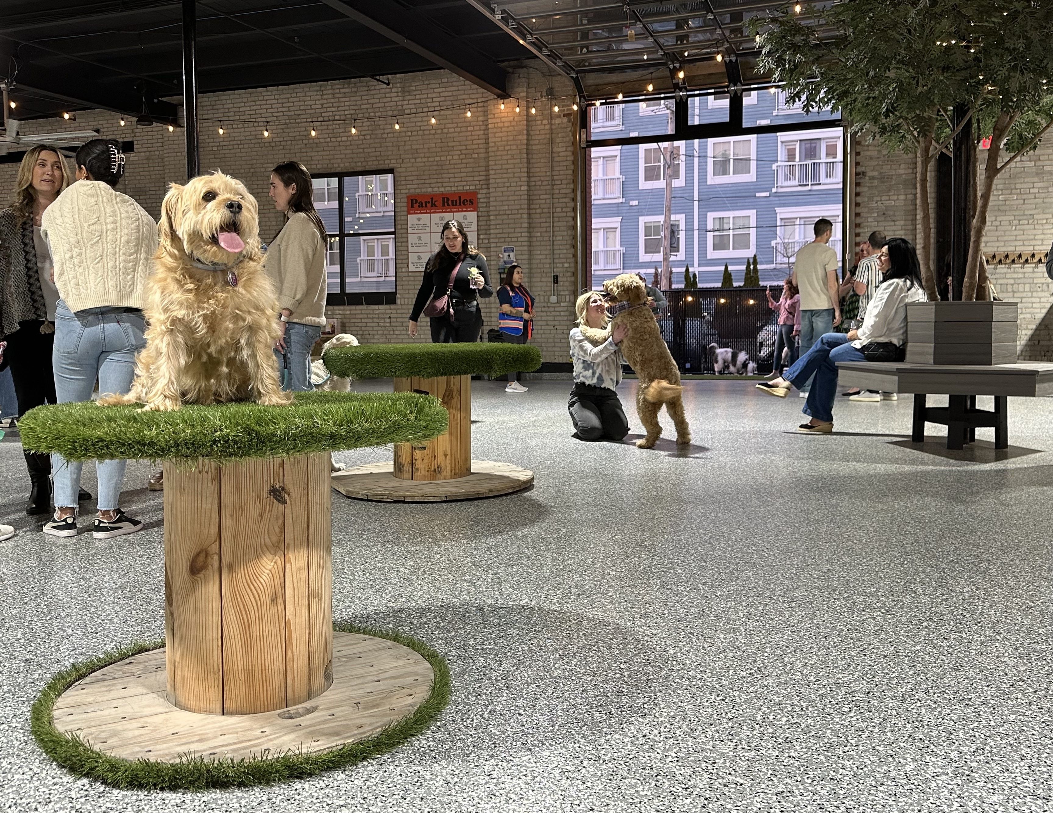 Shaggy, a small rescue, sits on the grassy spool in Park-9 Dog Bar's indoor off-leash area.