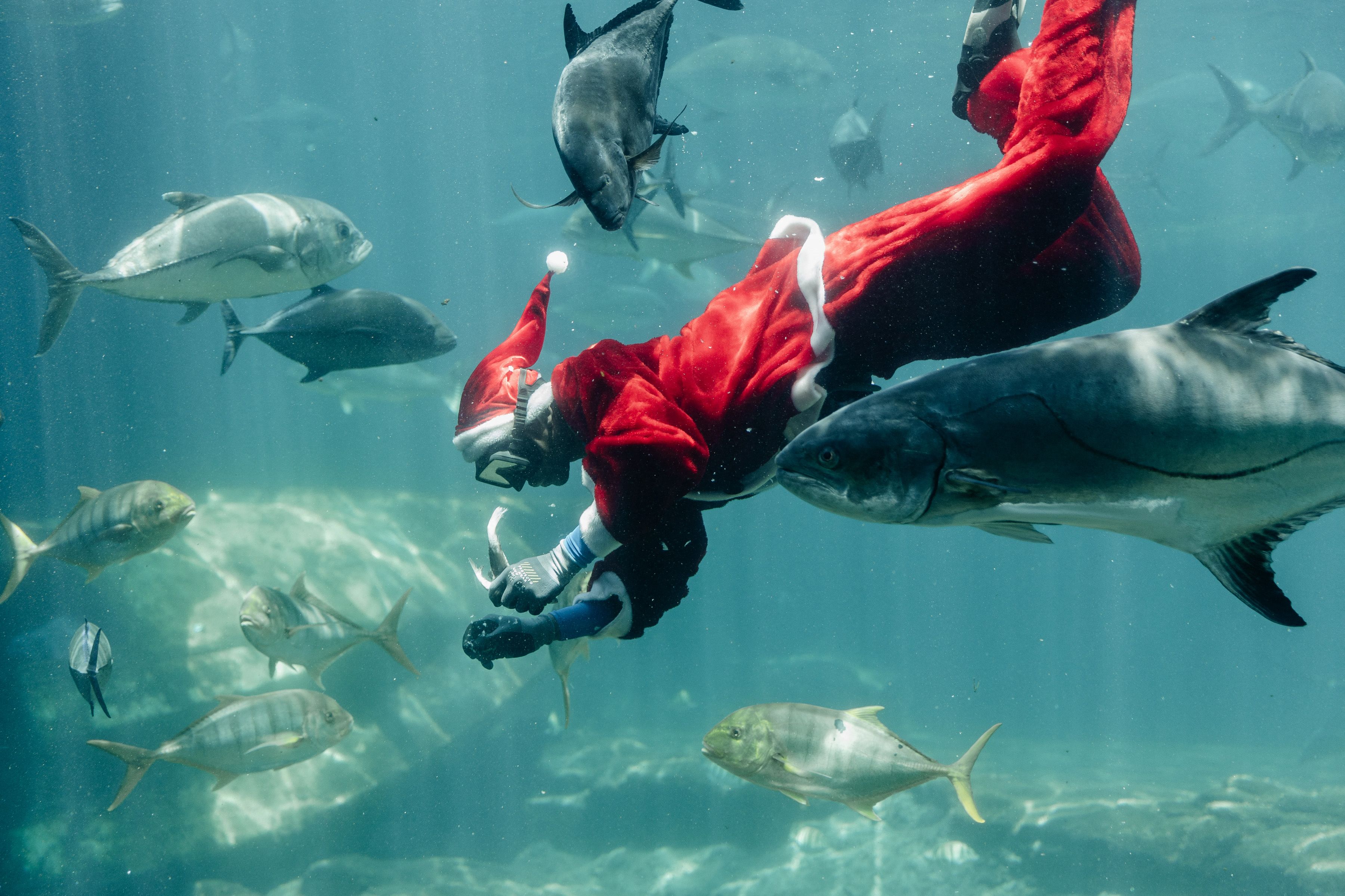 An image of a man wearing a santa suit while swimming with fish in an aquarium. 