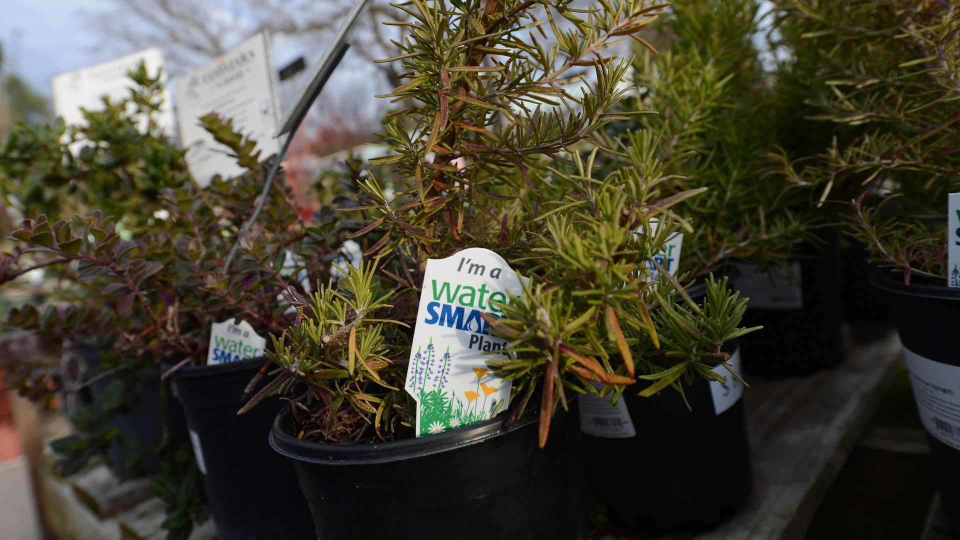A rosemary plant in a pot with a tag that says the plant is water-conserving.
