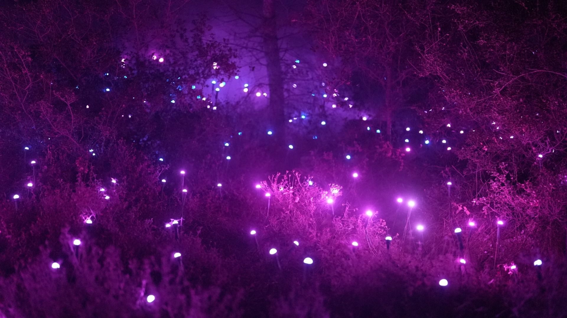 A nighttime scene of a forest floor illuminated by numerous small glowing purple and blue lights scattered among plants and trees, creating a holiday atmosphere.