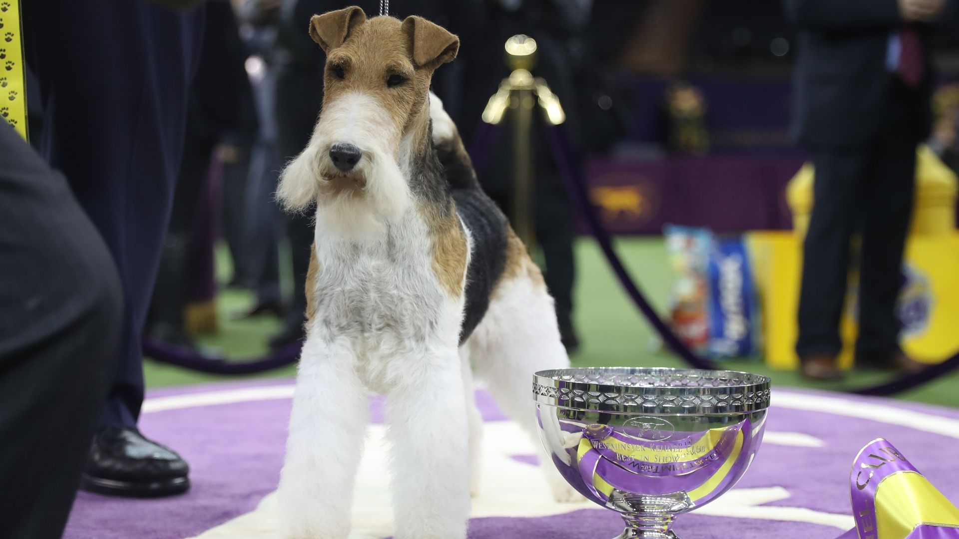 King poses after winning "Best in Show"