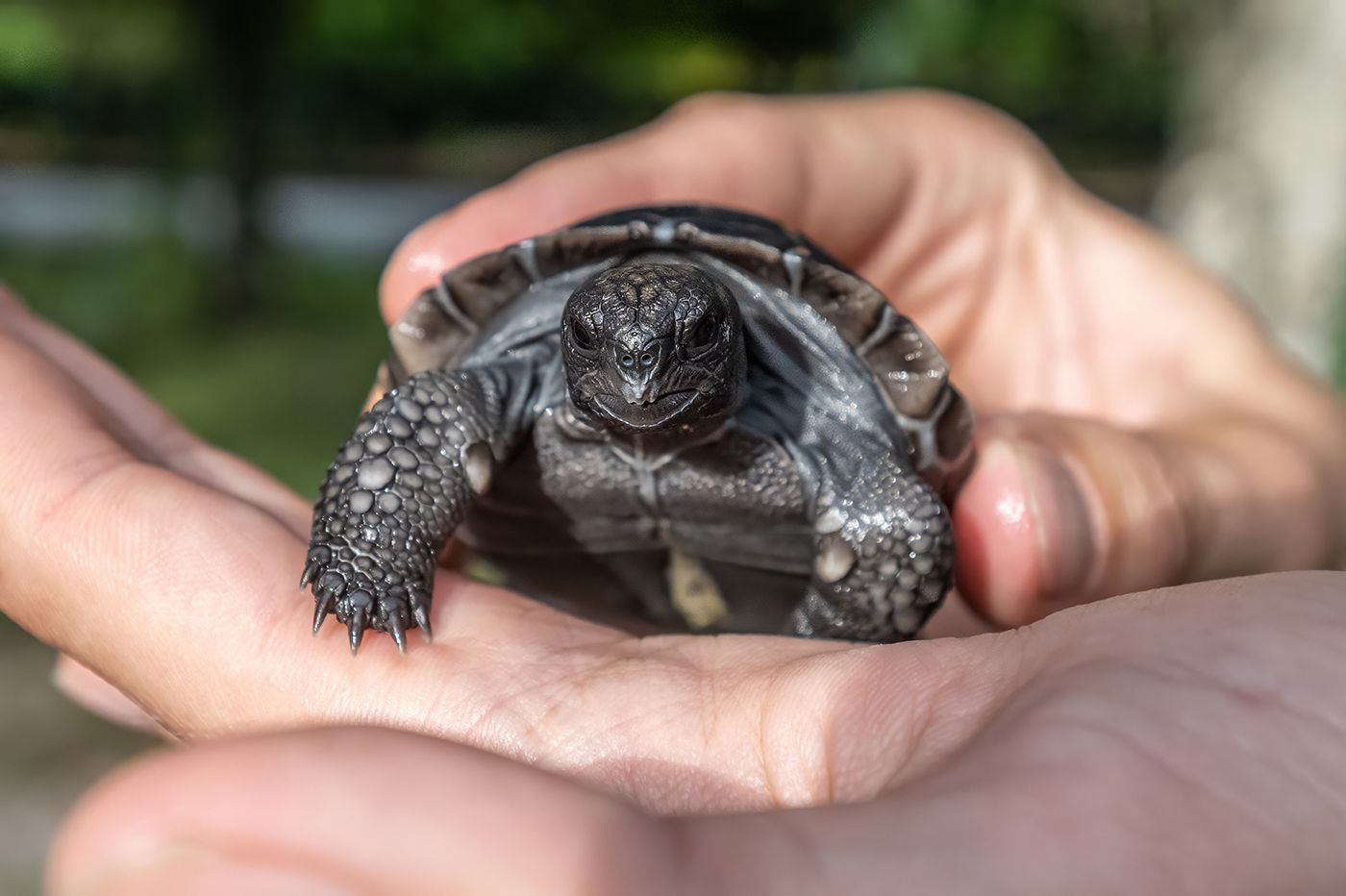 Galapagos hatchling