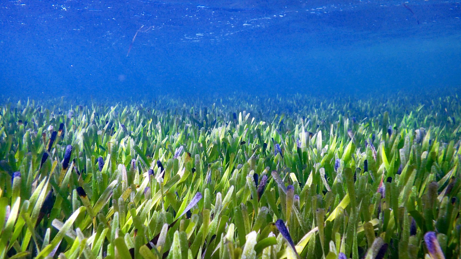 Shark Bay seagrass, Posidonia australis. Photo: Rachel Austin/UWA