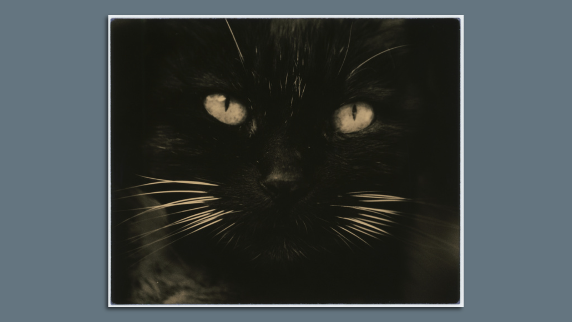 black cat's face with white whiskers