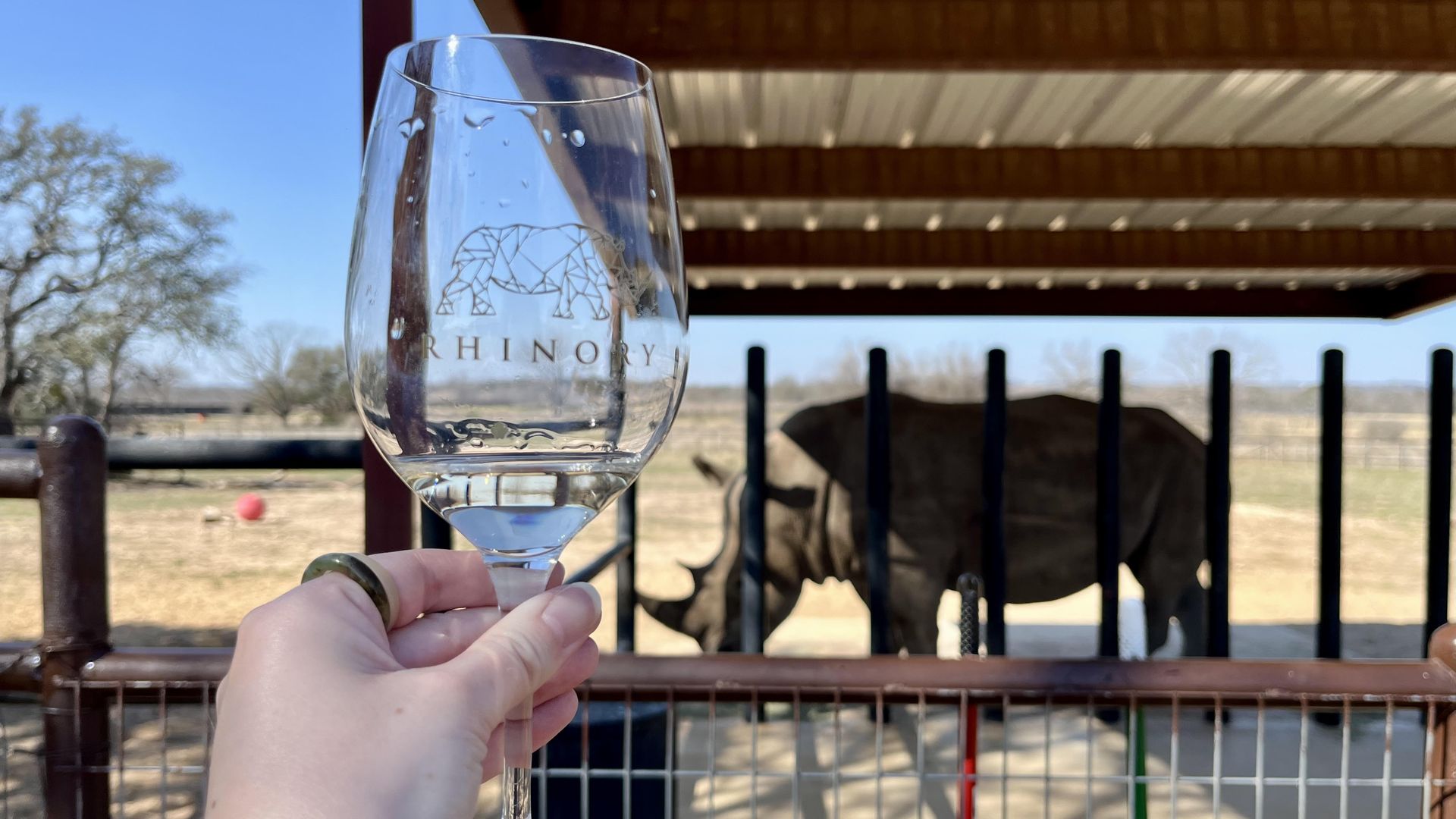 A hand holding a wine glass that reads "Rhinory" and has a boxy rhino logo. The glass is in focus while a real rhino named Blake is blurred in the background and seen behind metal bars and under a roof on a sunny day.