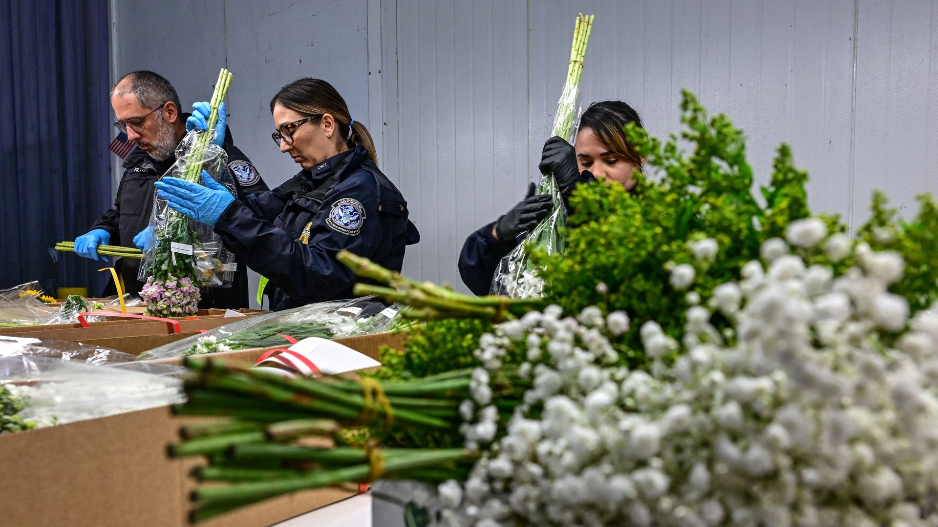 US Customs and Border Protection agricultural specialists inspect flowers for harmful pests before travel within the United States following their arrival at Miami International Airport in Miami, Florida, on February 7, 2025.